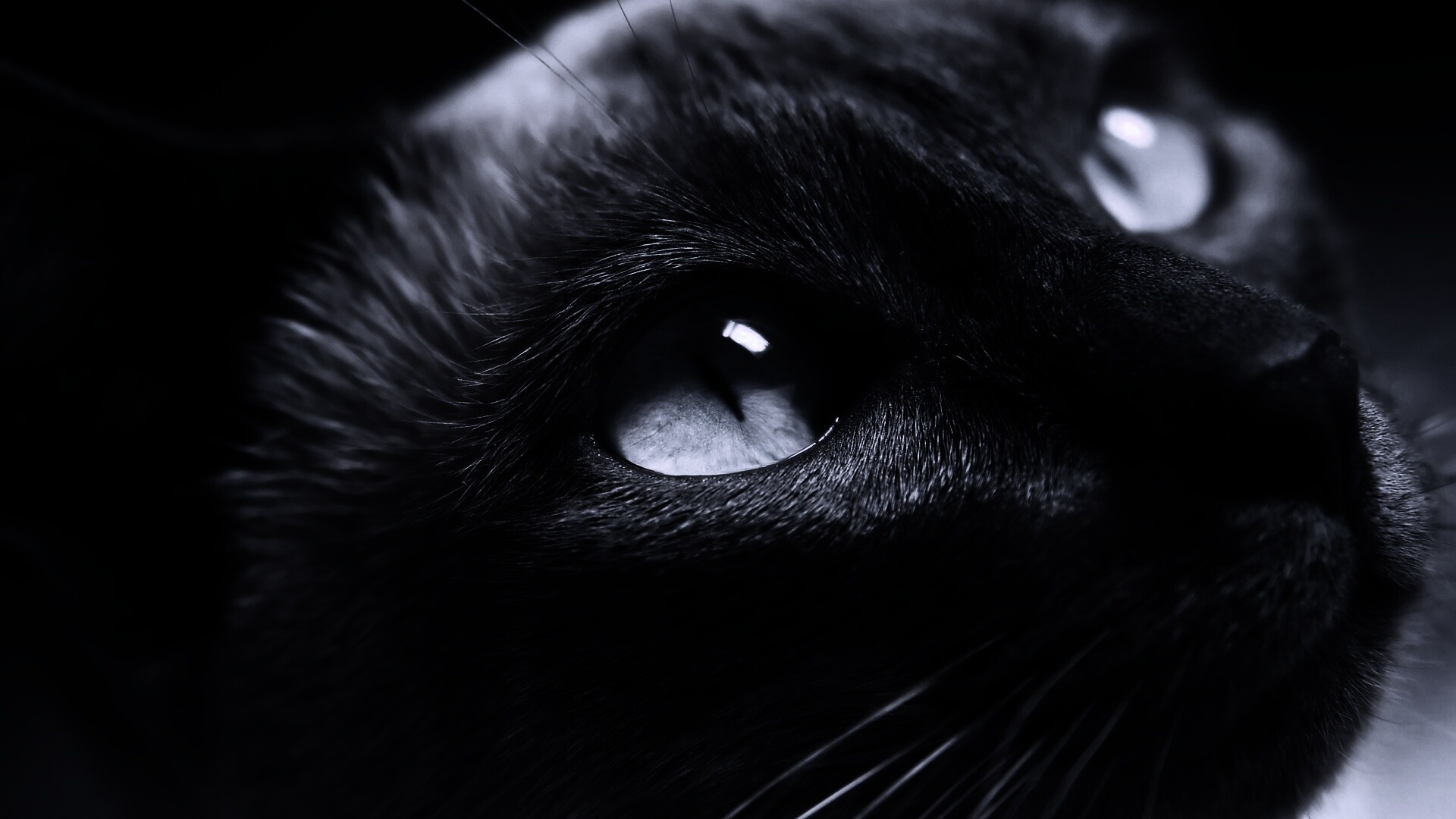 Кот с голубыми глазами обои