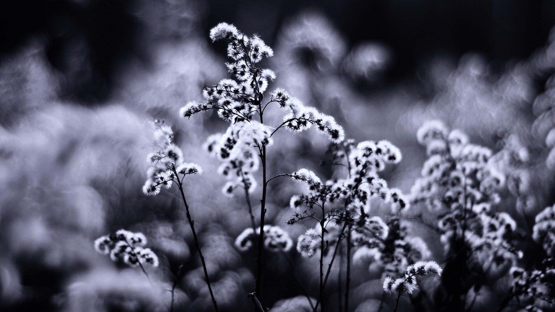 Сиреневые цветы обои