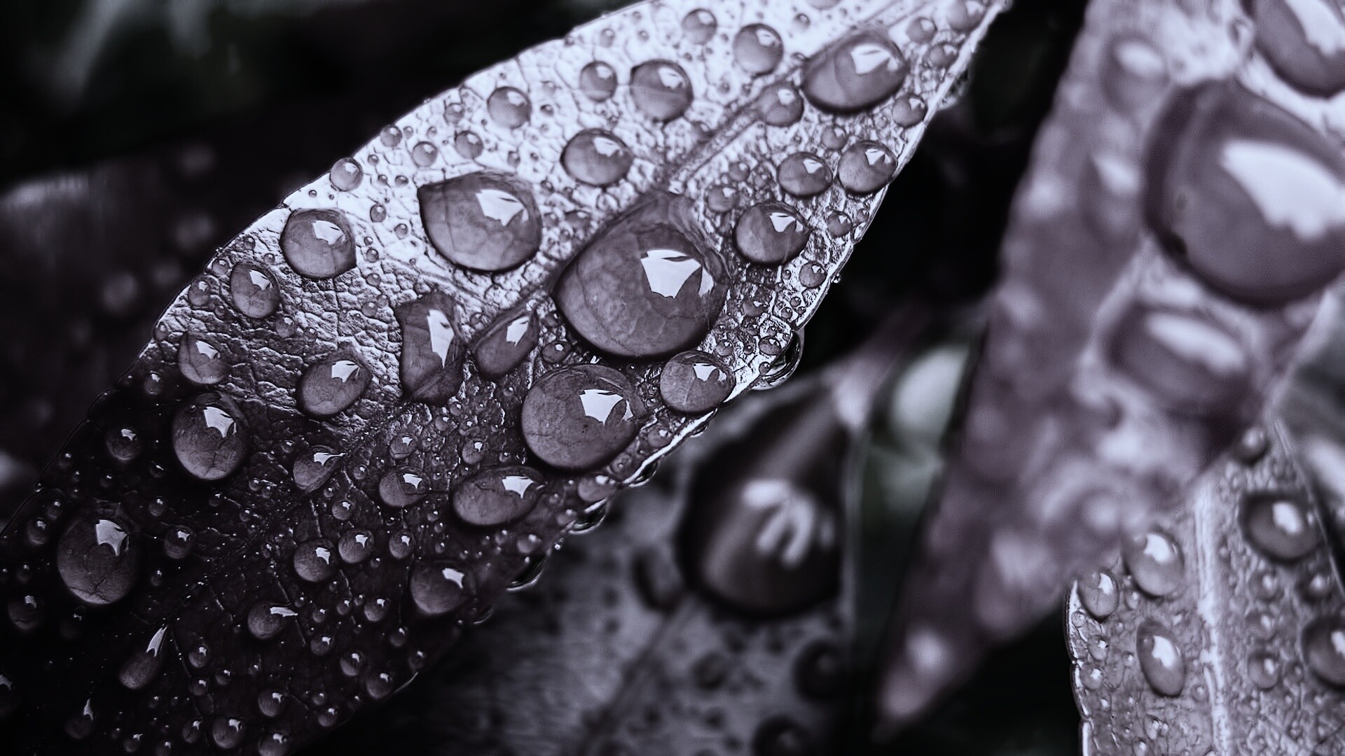 Капли росы на красных листьях обои