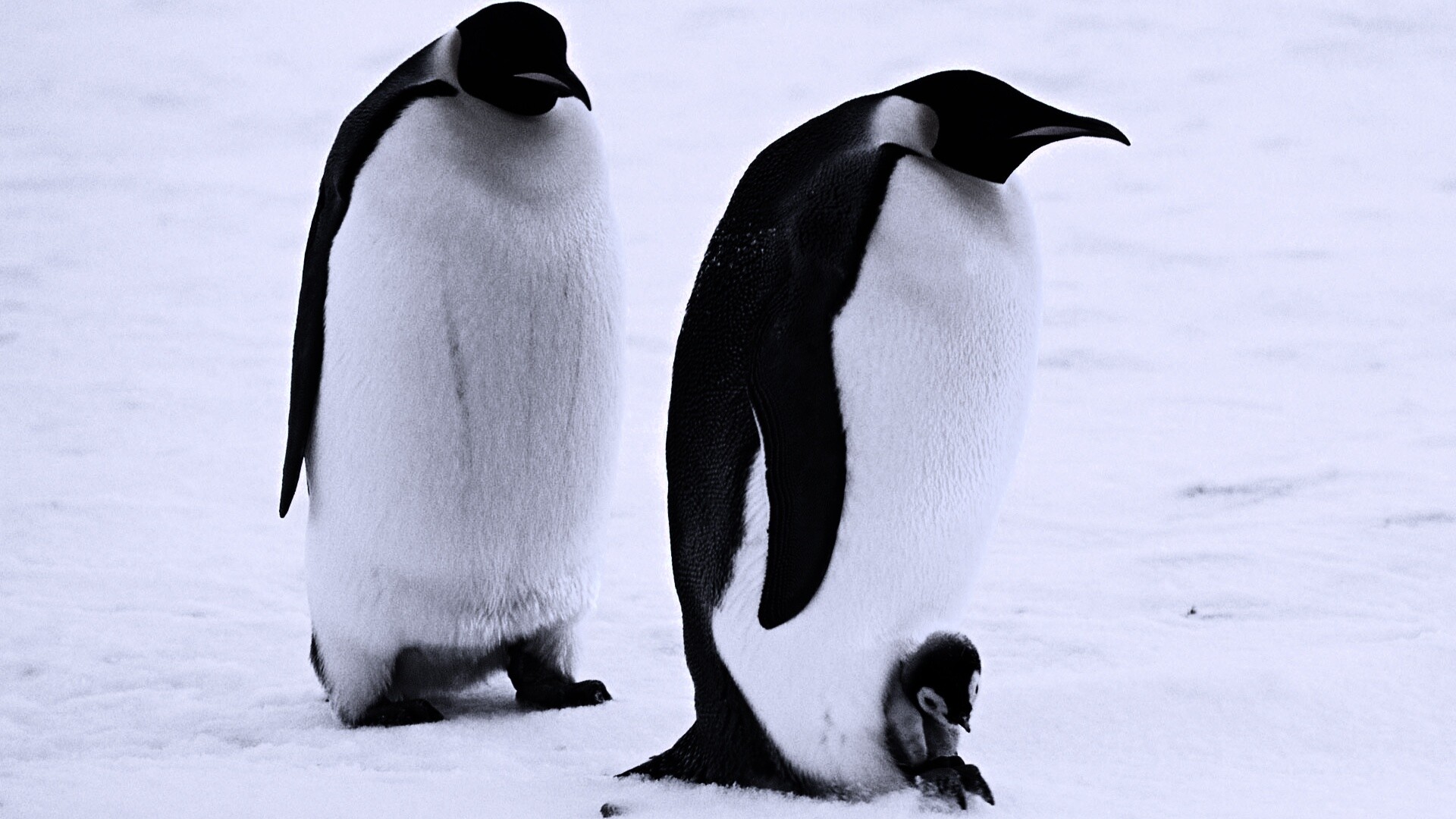 Семья пингвинов обои