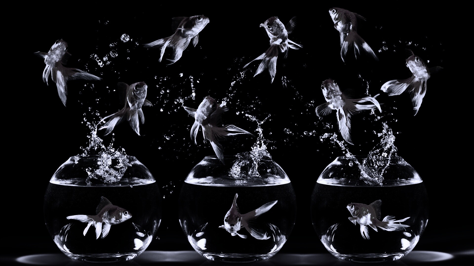 Аквариумы жонглируют рыбами обои