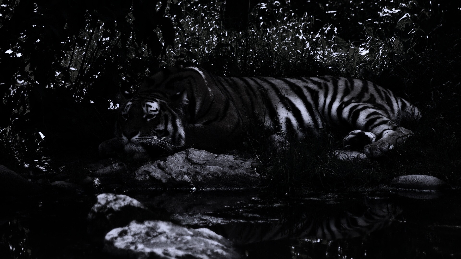 Тигр отдыхает обои