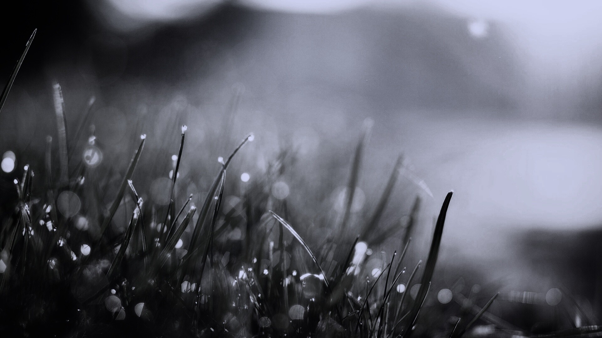 Красивая сочная трава обои