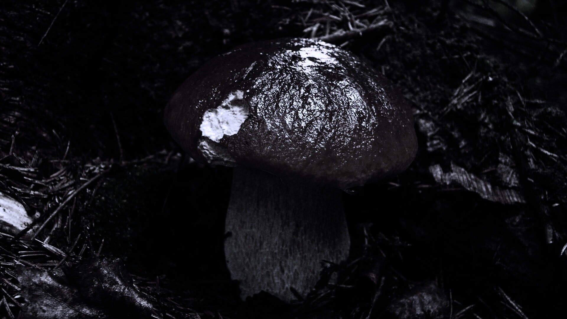 Белый гриб обои