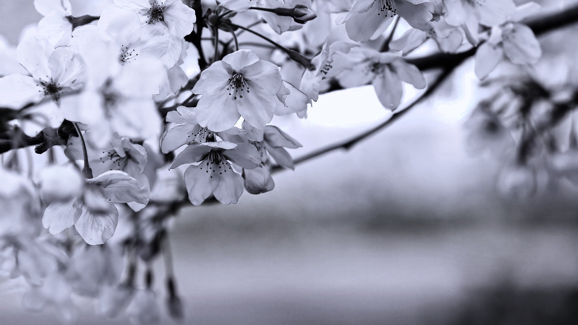 Цветение вишни обои