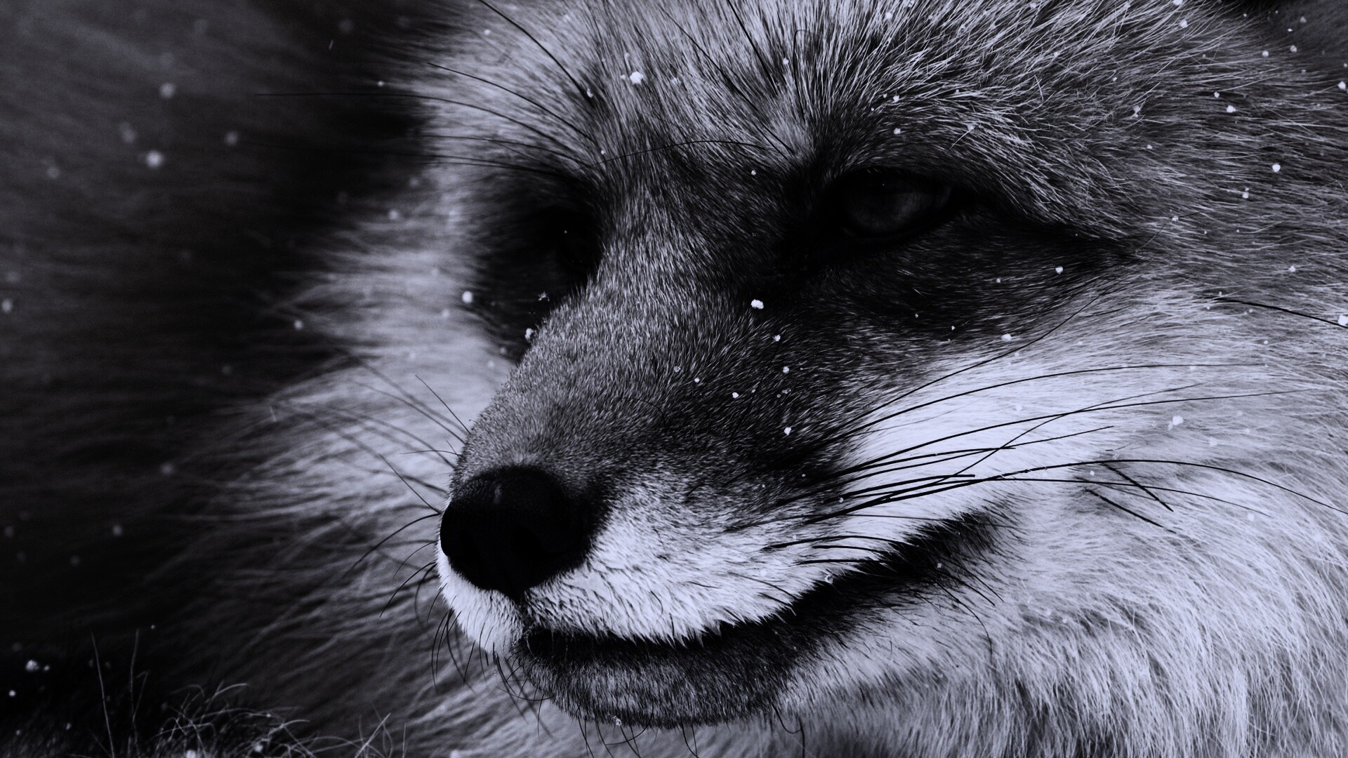 Морда рыжей лисы обои