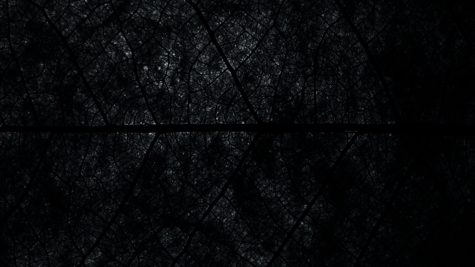 Свечение зеленого листа в макро обои