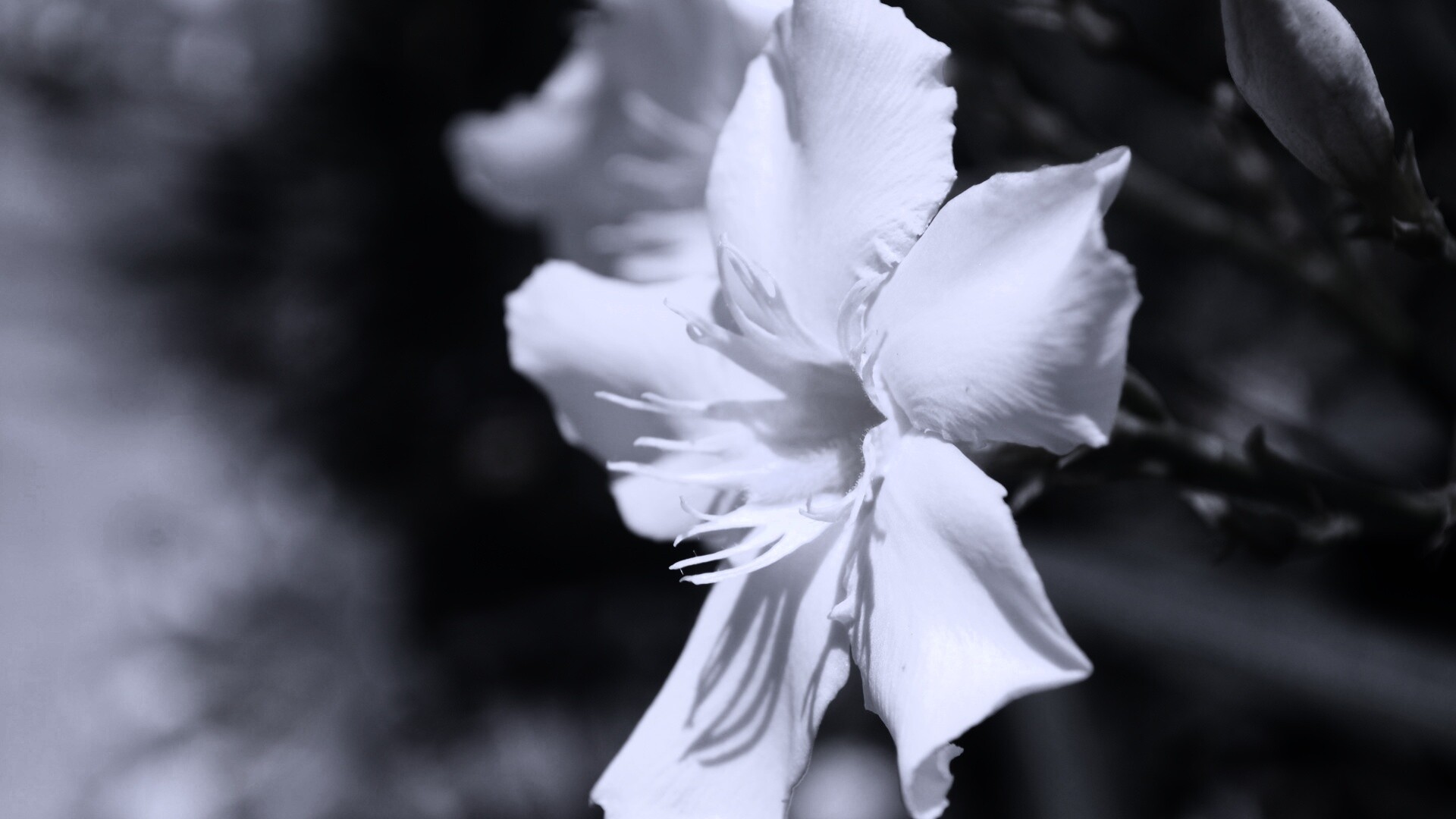 Эухарис, амазонская лилия обои