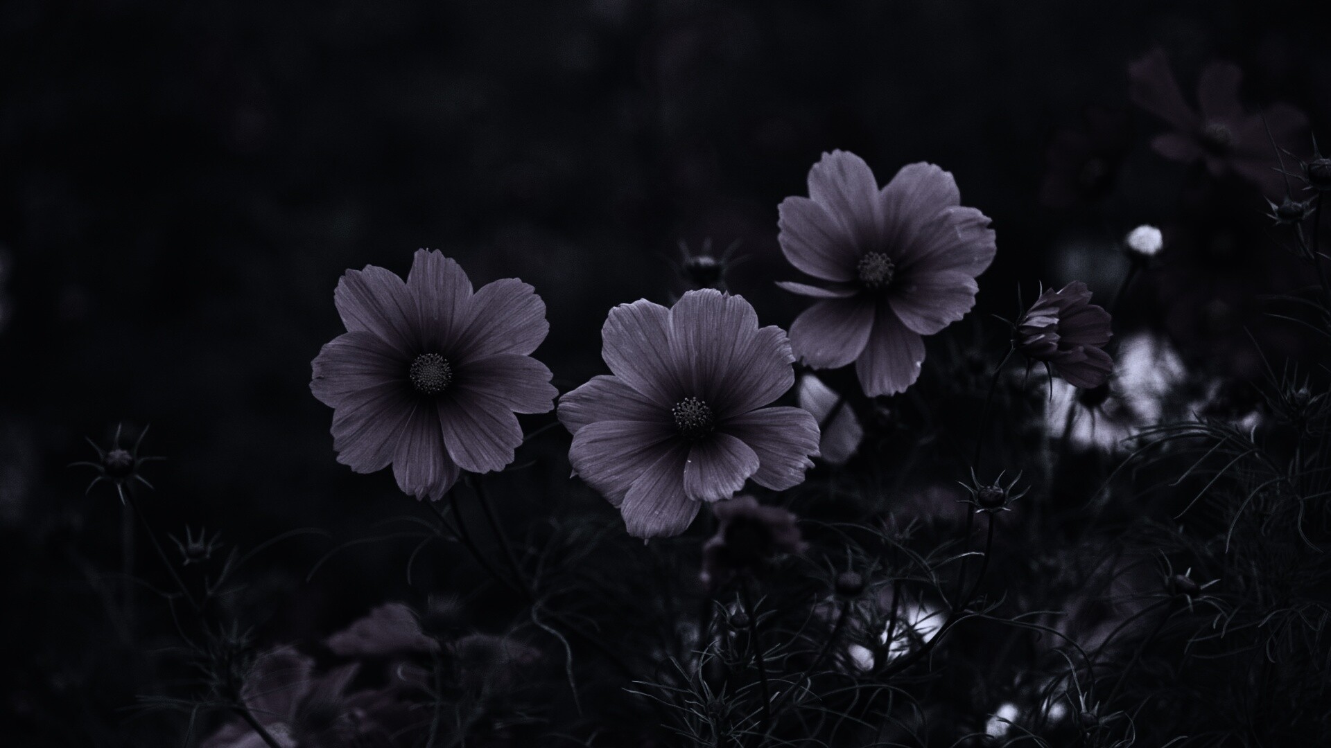 Яркие розовые цветы обои