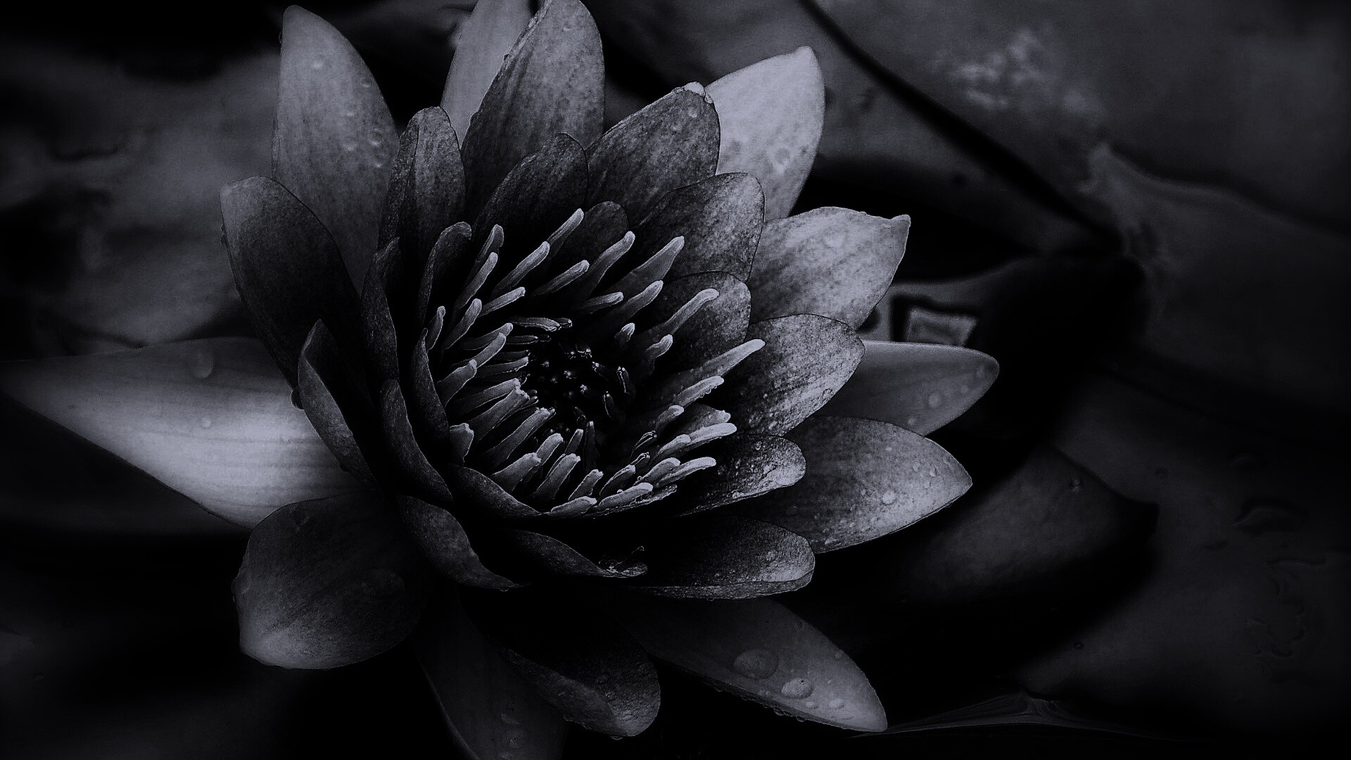 Кувшинка обои