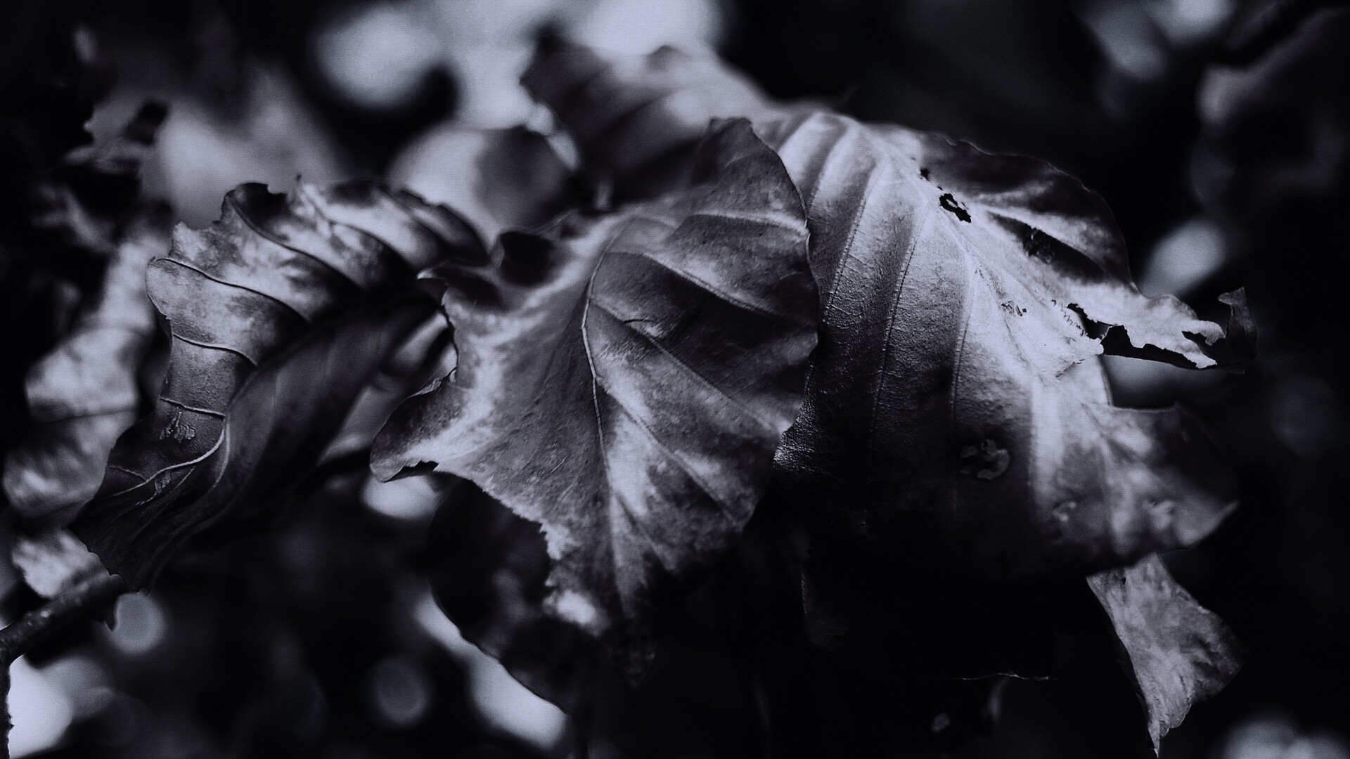 Засохший лист обои