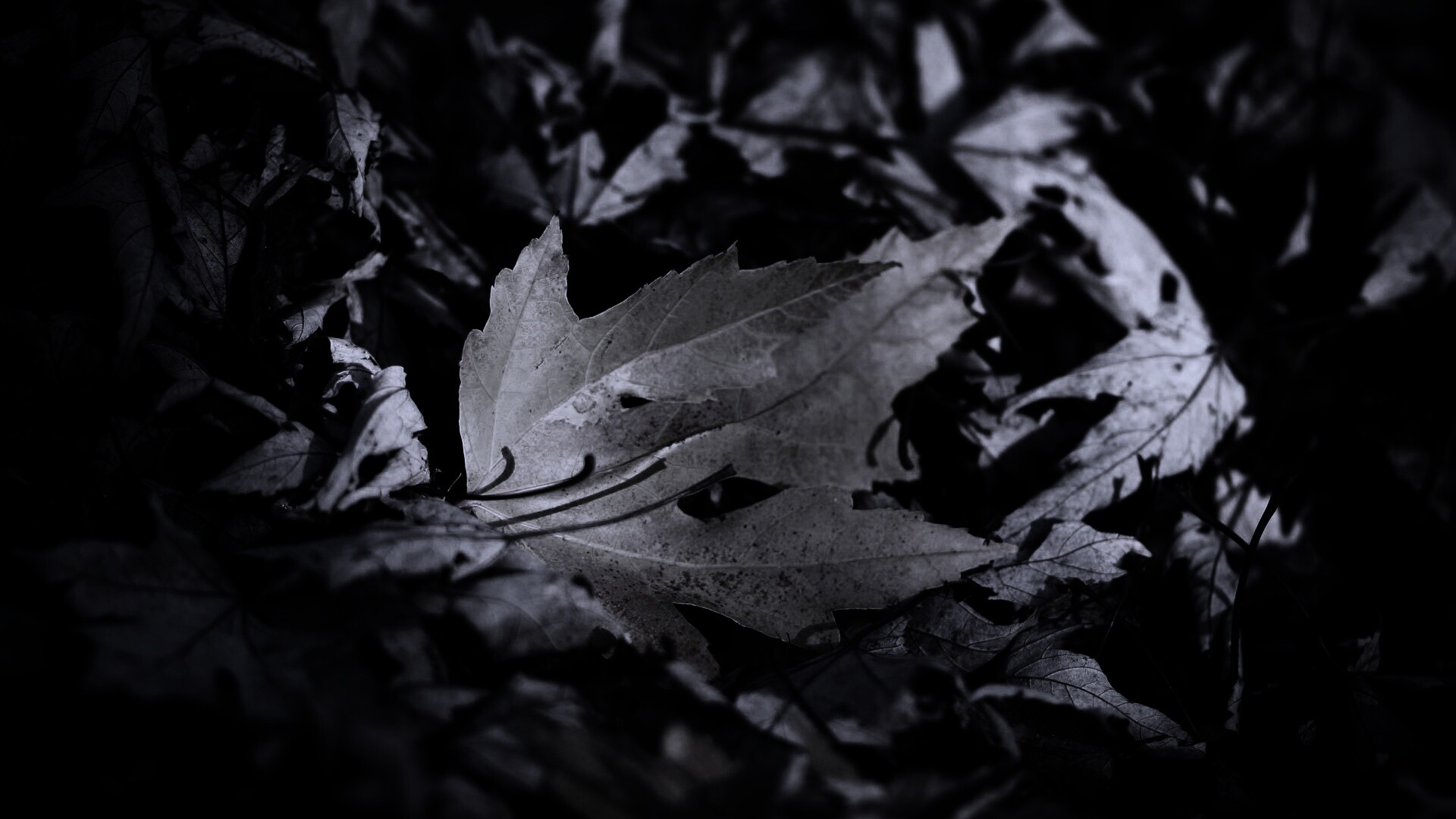 Мёртвая листва обои