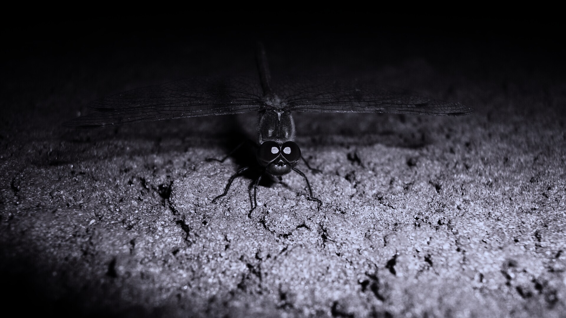 Стрекоза обои