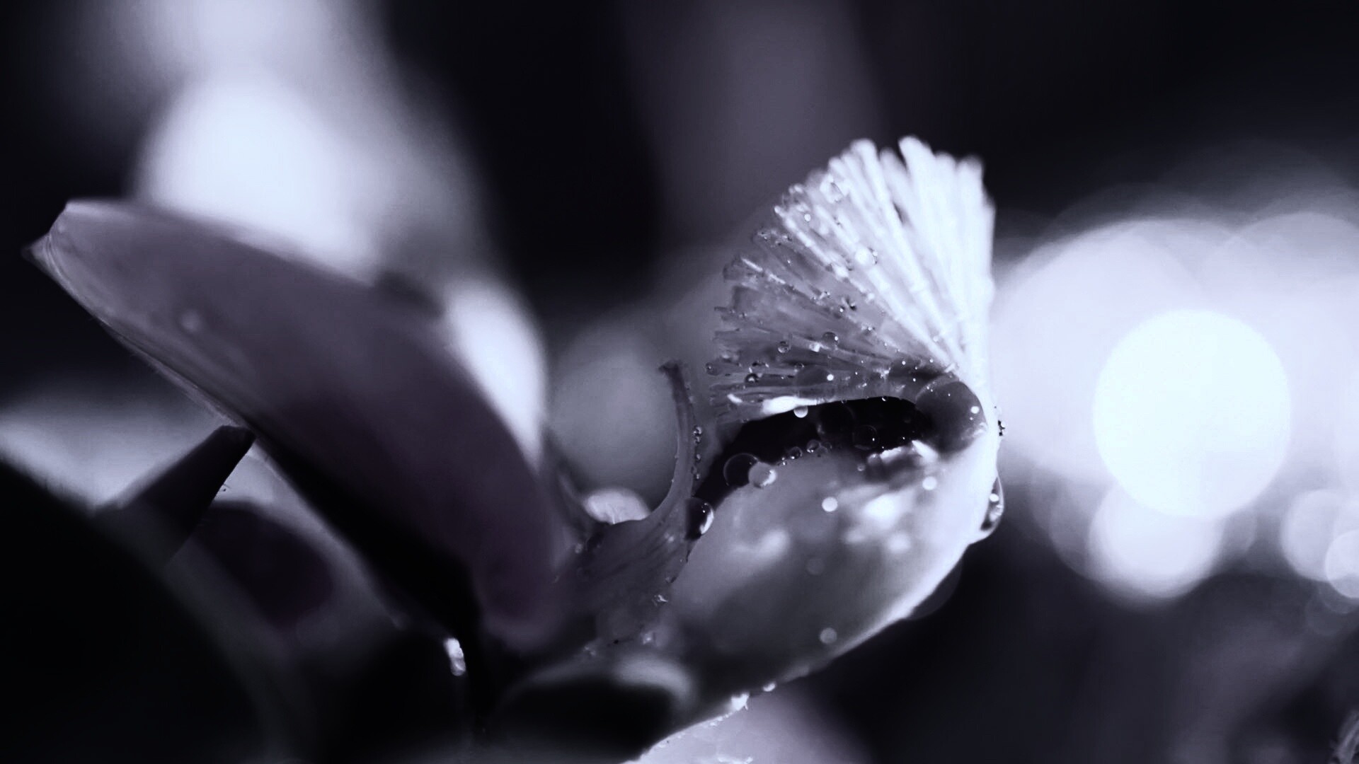 Капли на лиловом цветке обои