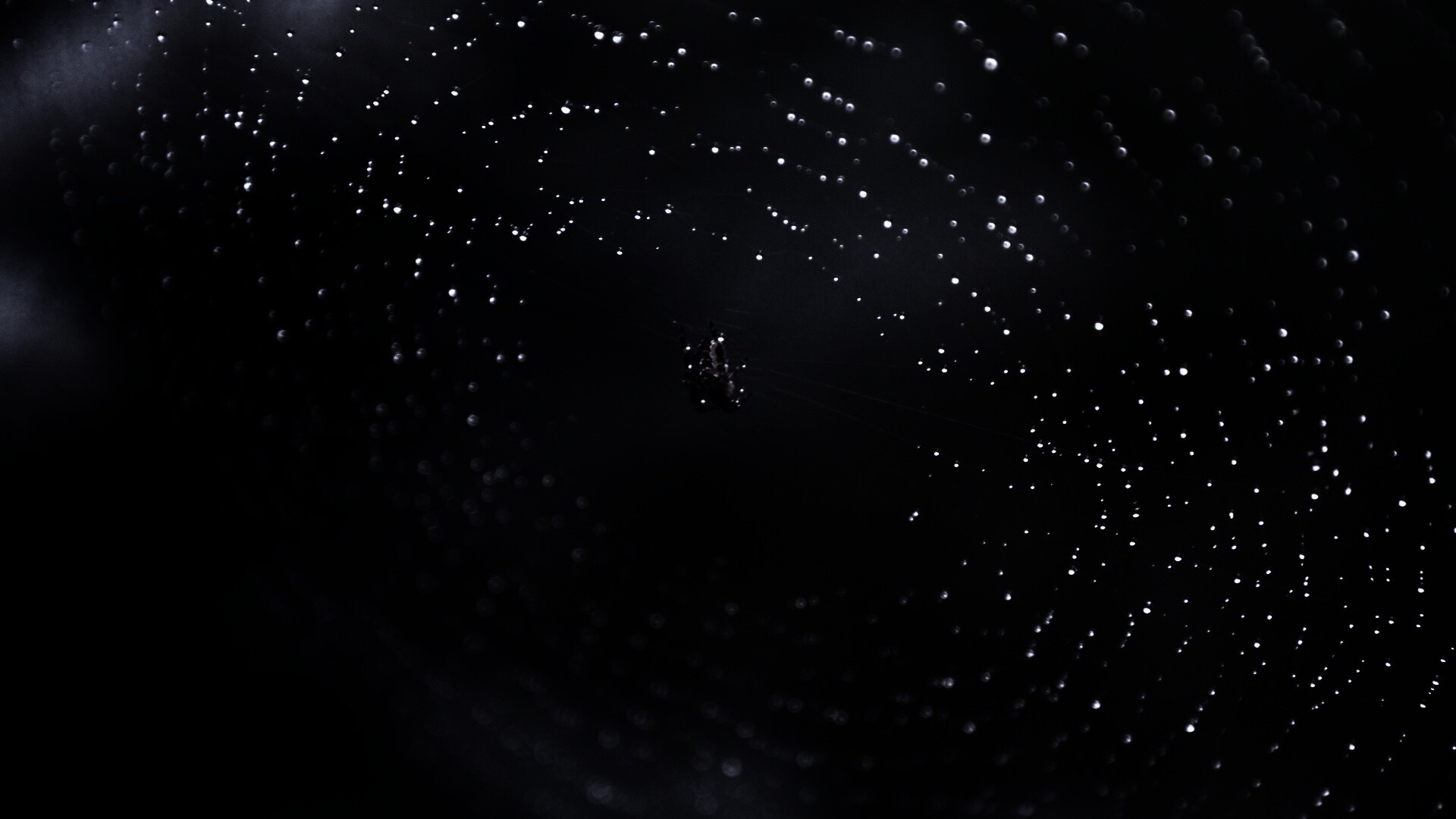 Паук на паутине обои