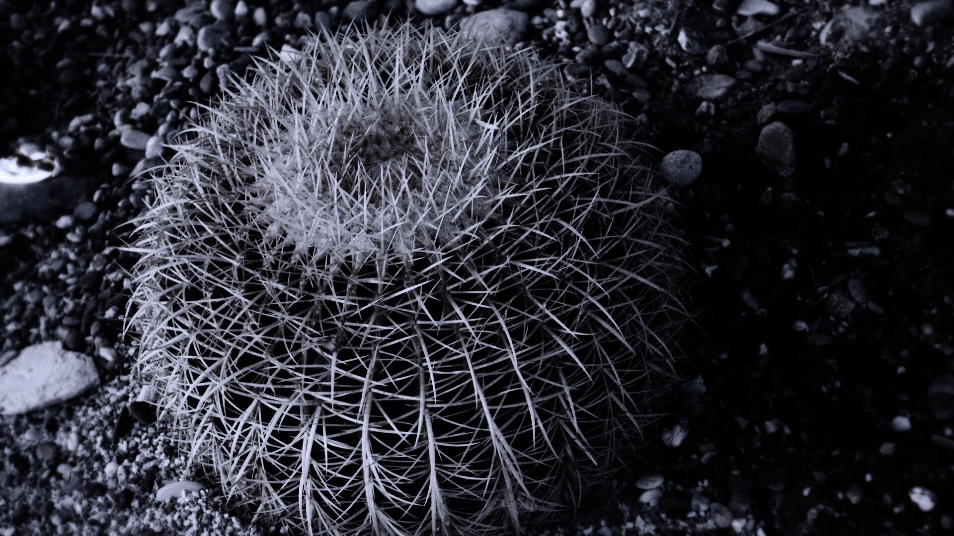 Круглый кактус обои