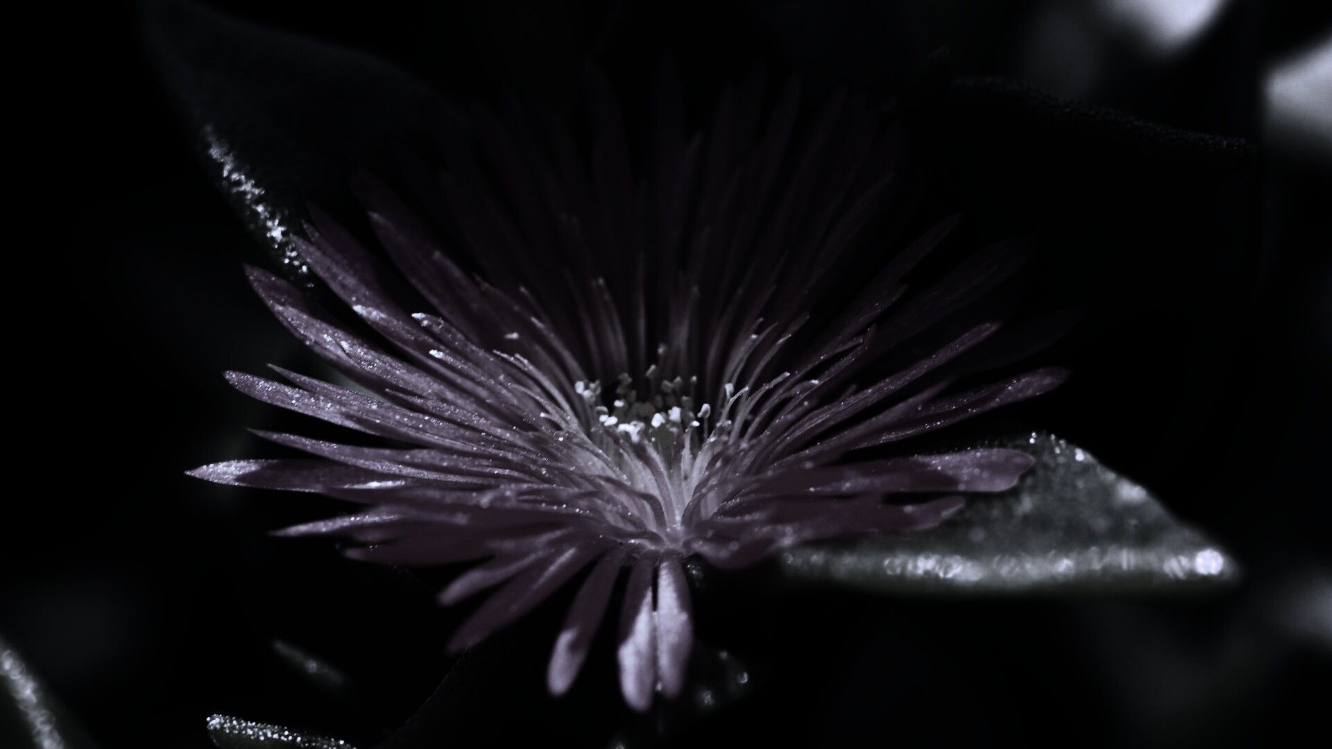 Чудесный цветок обои