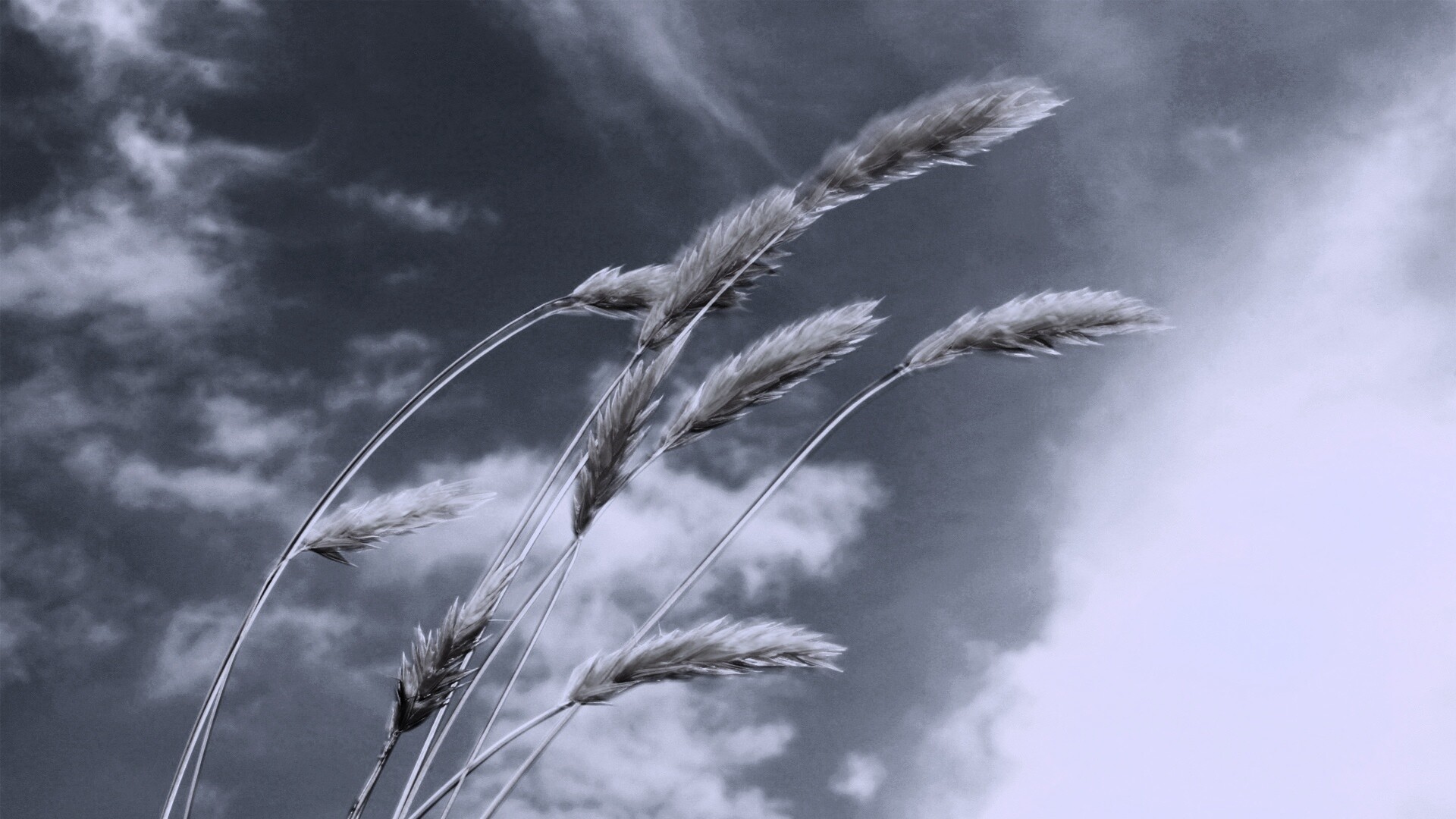 Колосья обои