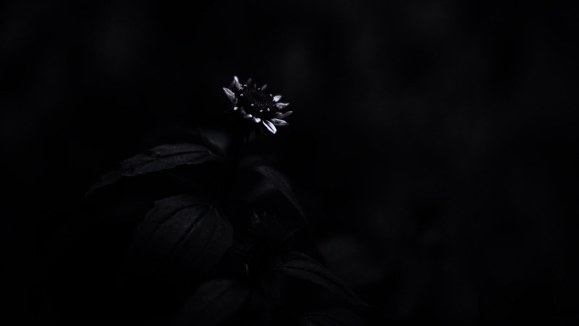 Фотография цветка обои