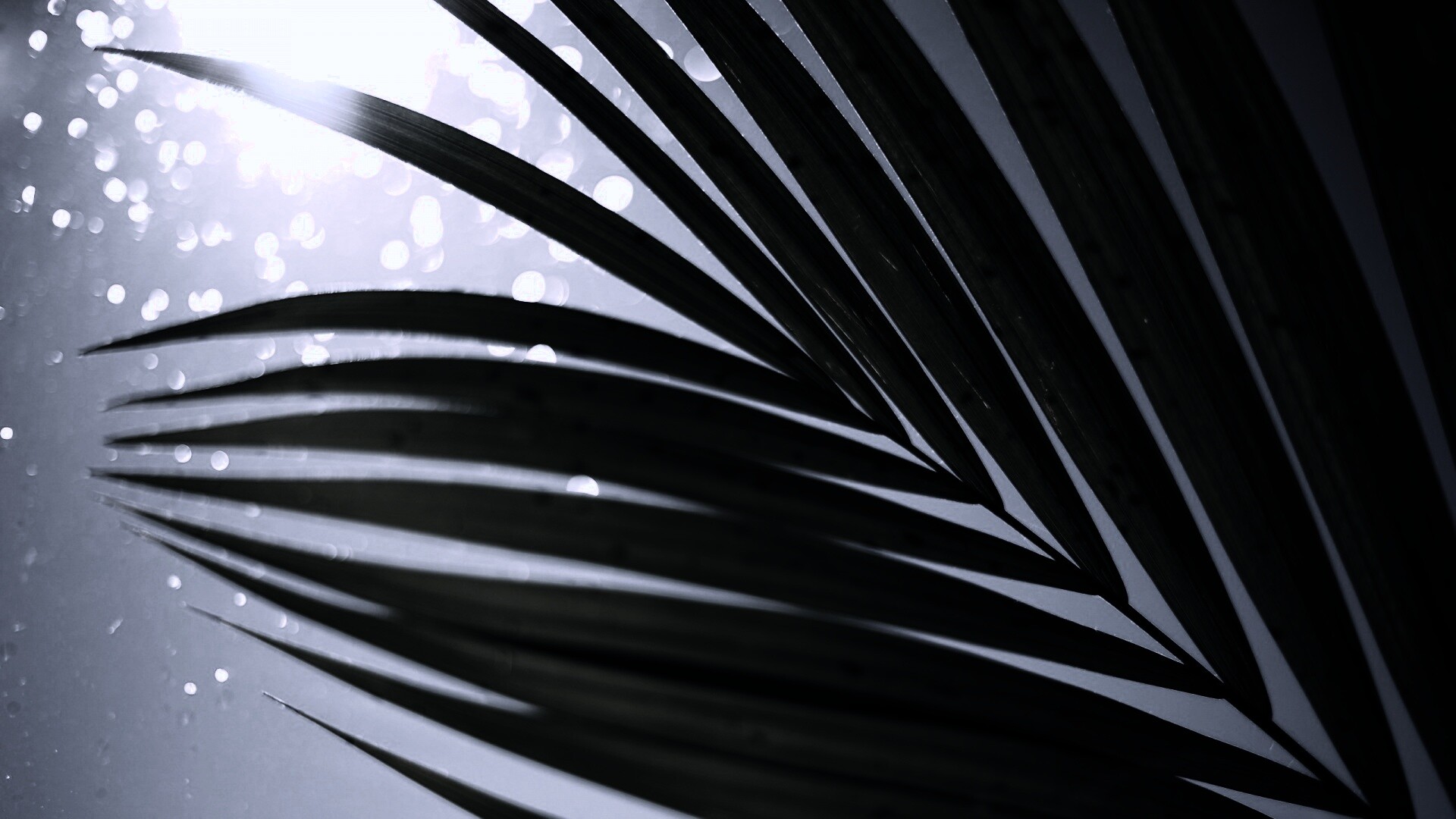 Солнце просвечивает сквозь пальмовый лист обои