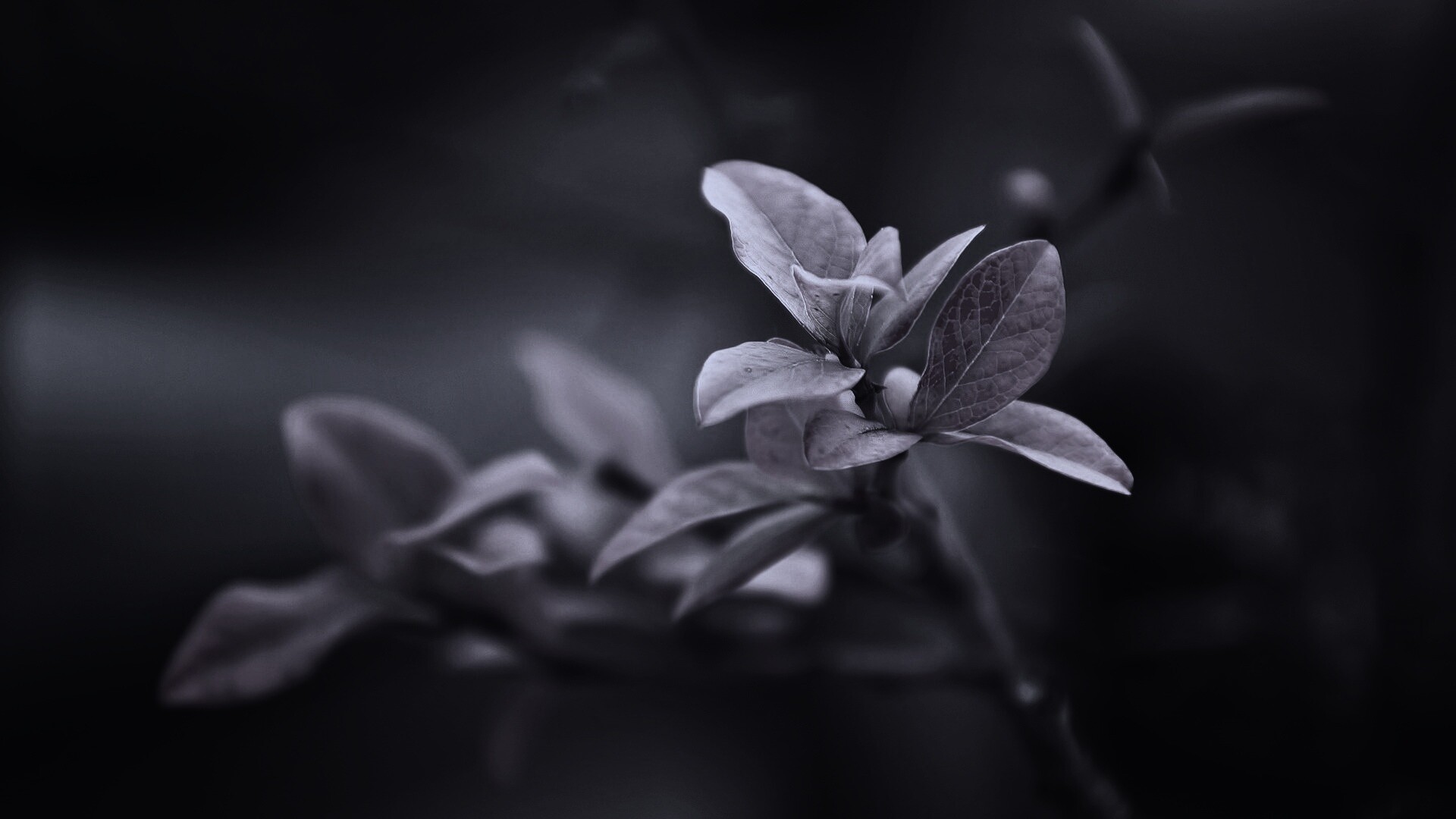 Красные листья на ветке обои