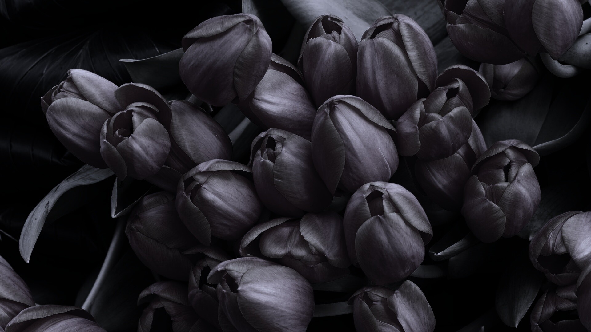 Букет красных тюльпанов обои