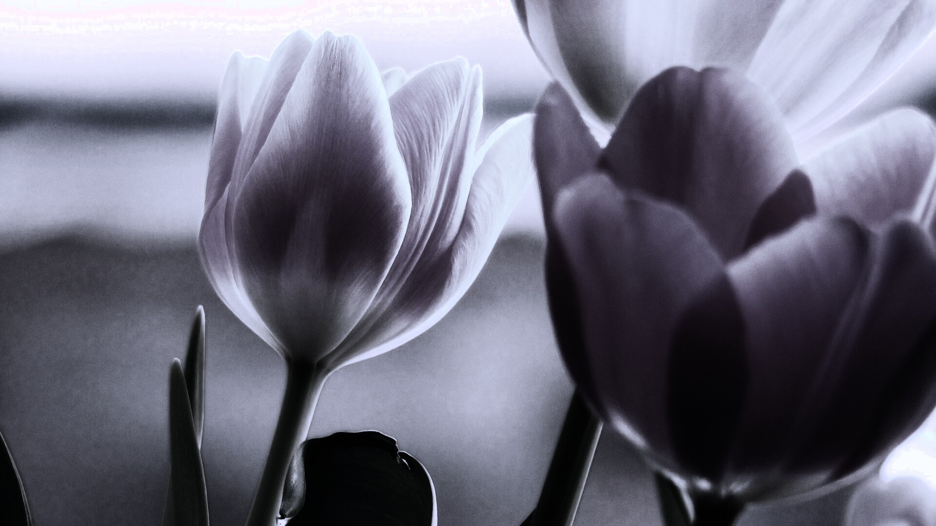 Тюльпаны обои