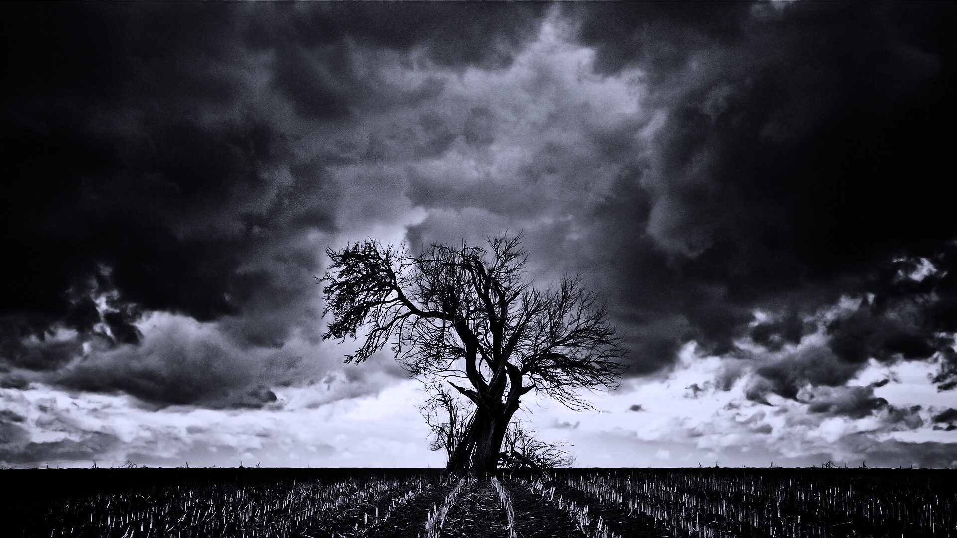 Мертвое дерево обои