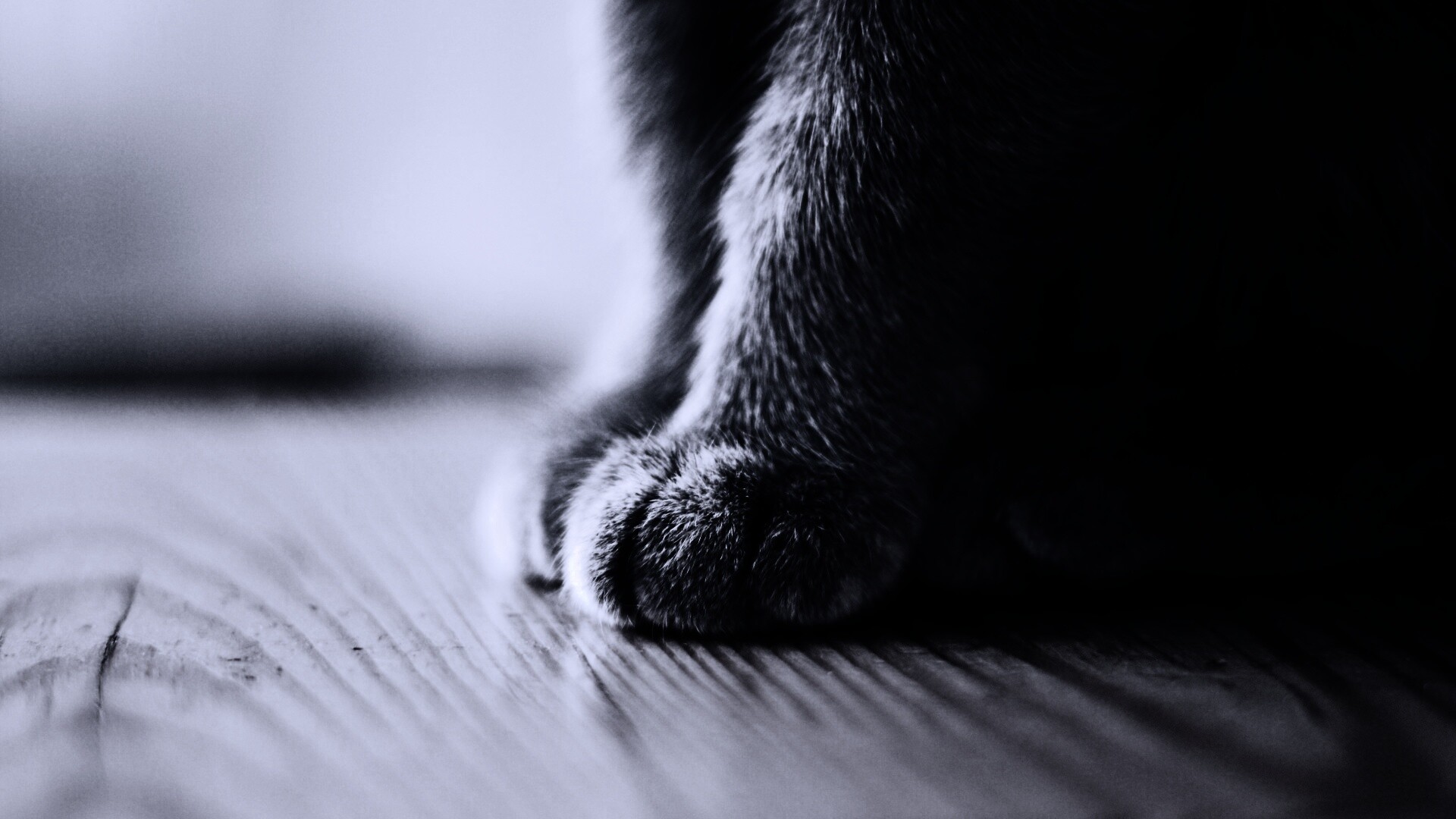 Кошачьи лапки обои