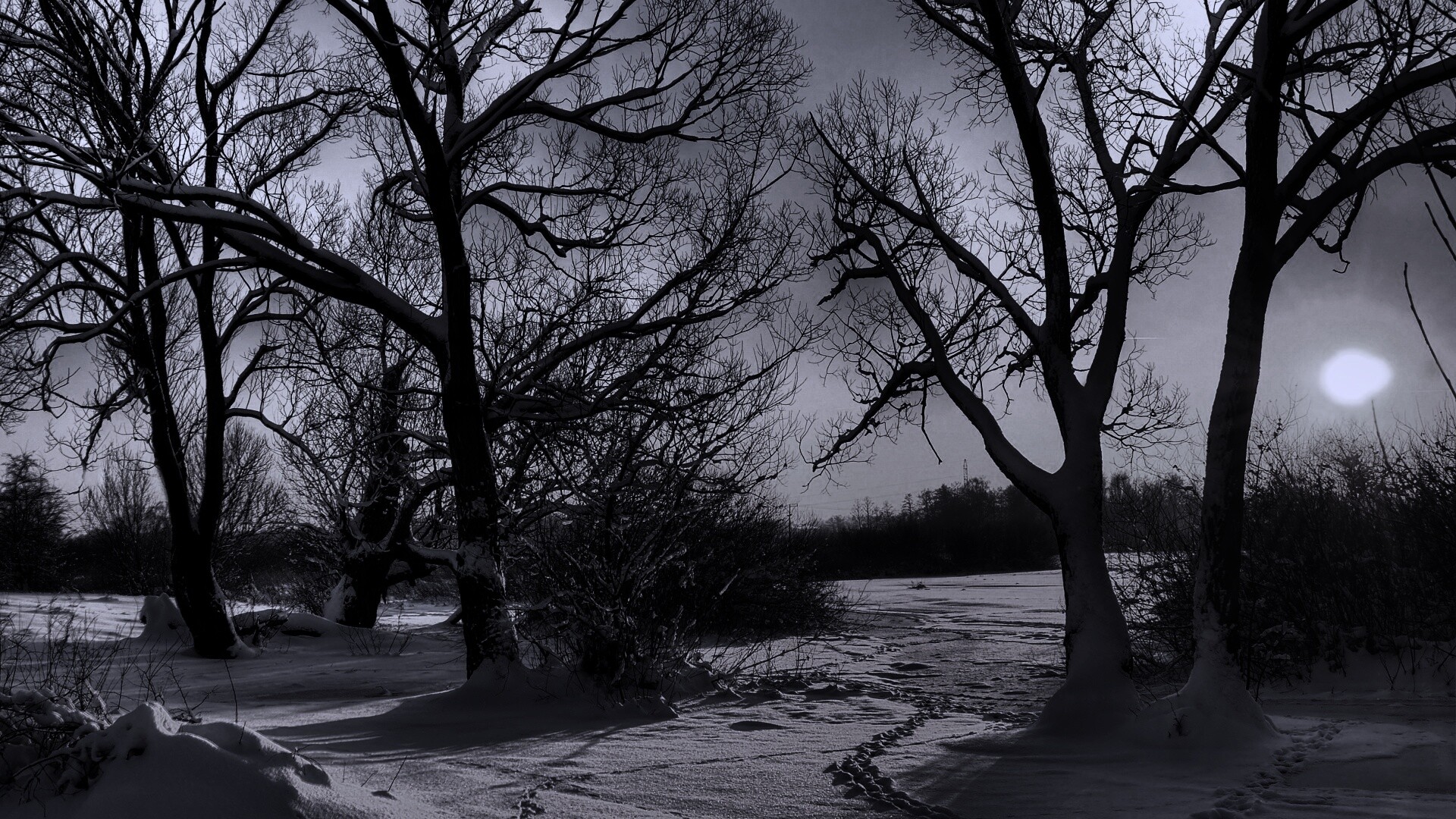Солнечный свет в зимнем лесу обои
