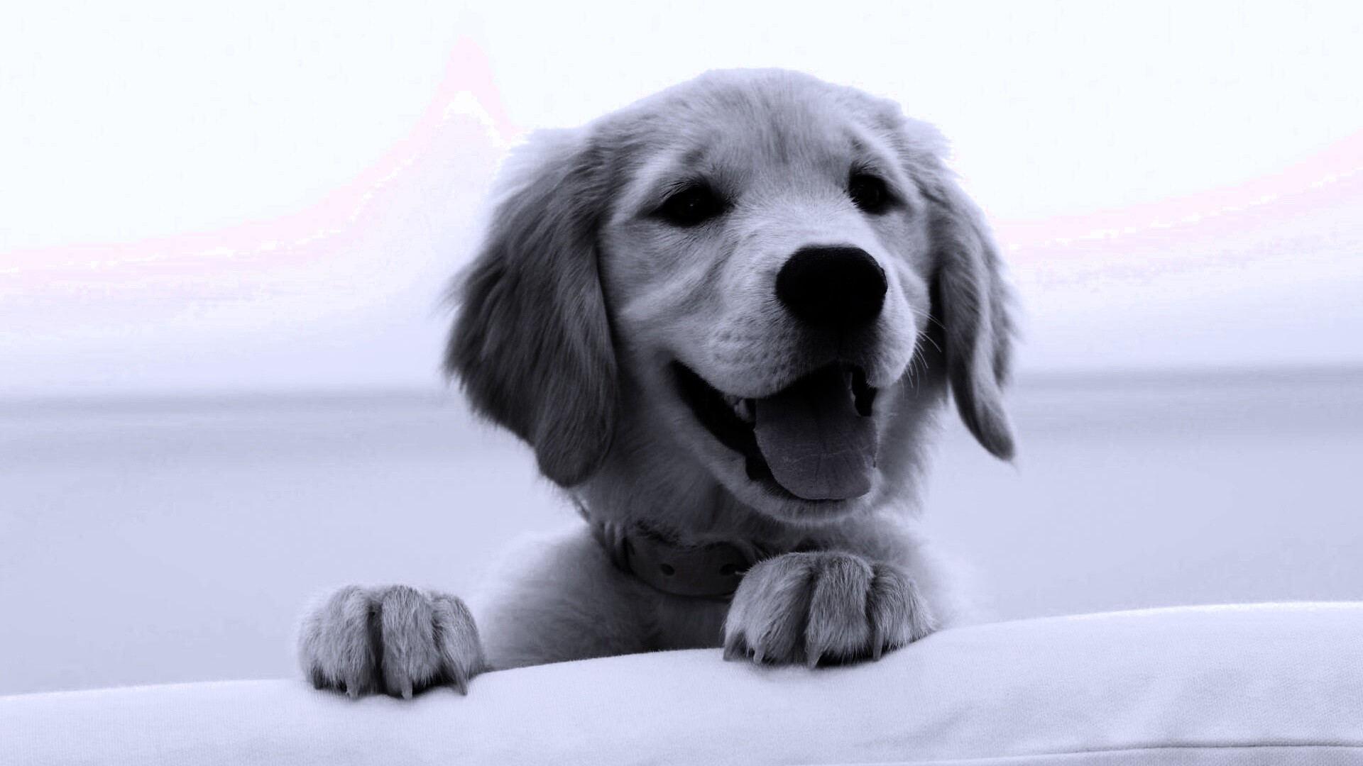 Щенок голден ретривера обои