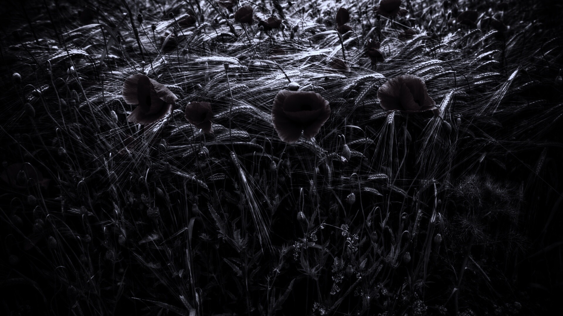 Красные маки обои