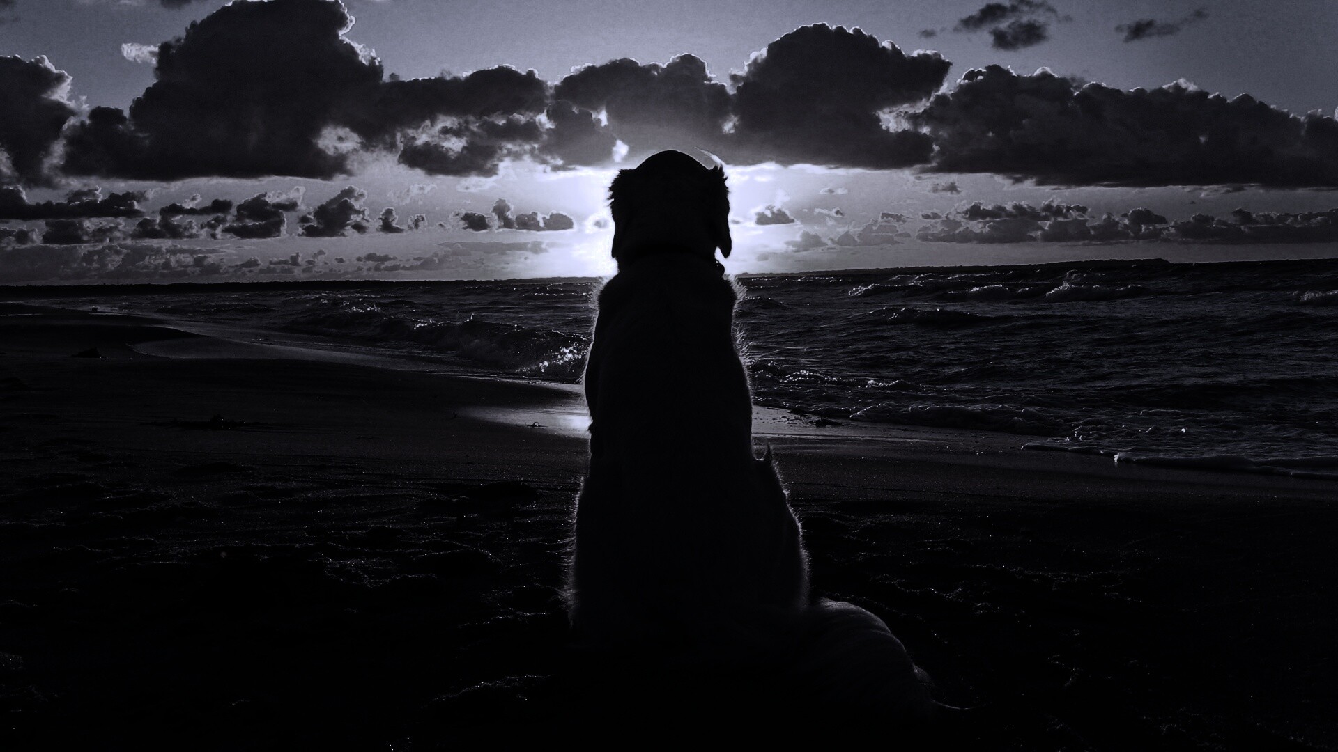 Собака наблюдающая закат на пляже обои