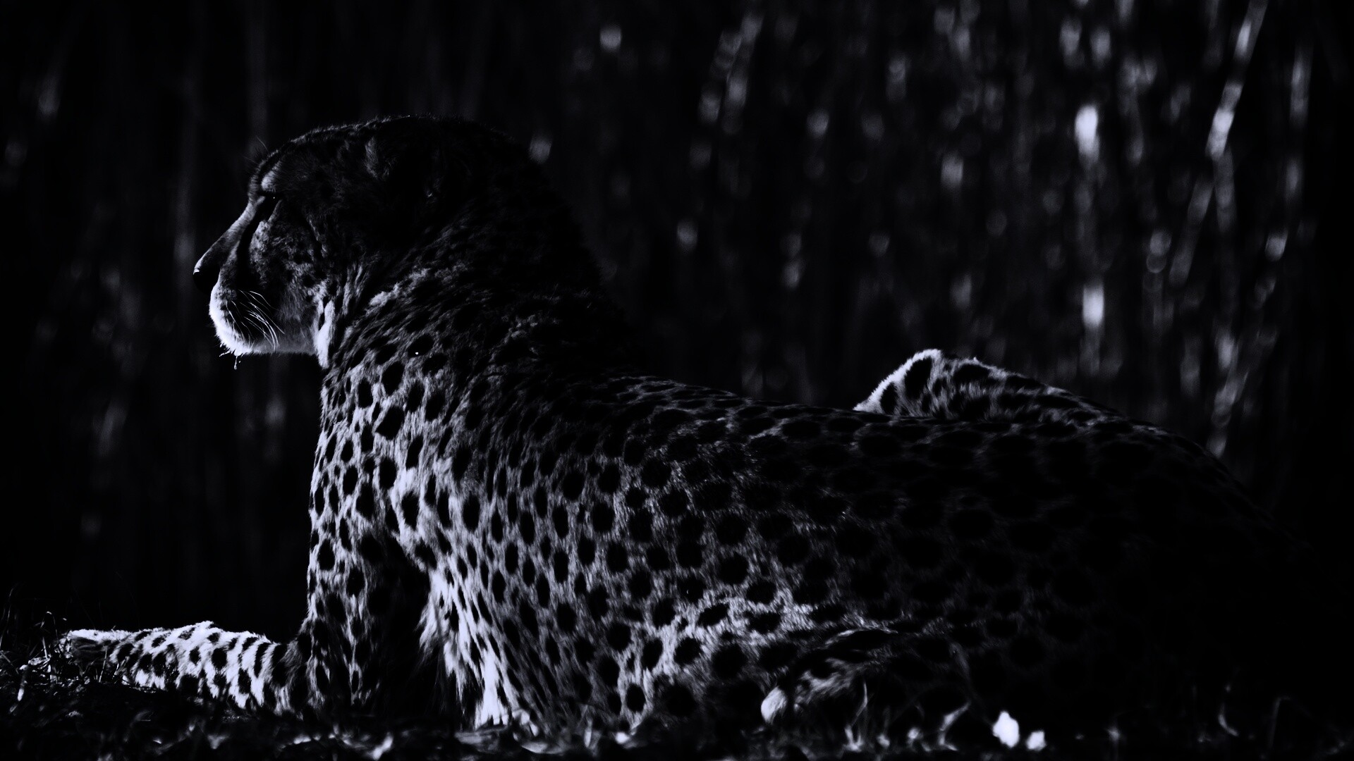 Гепард обои