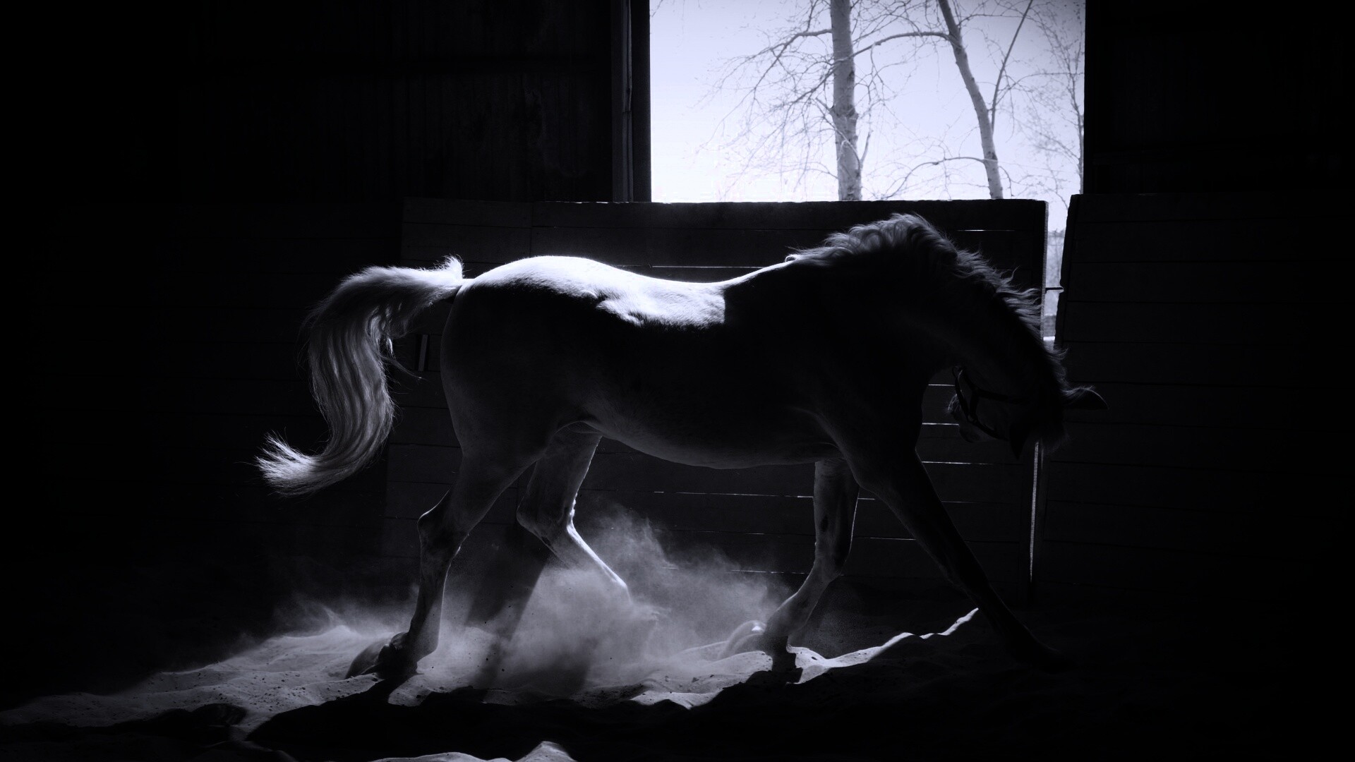 Белая лошадь в загоне обои