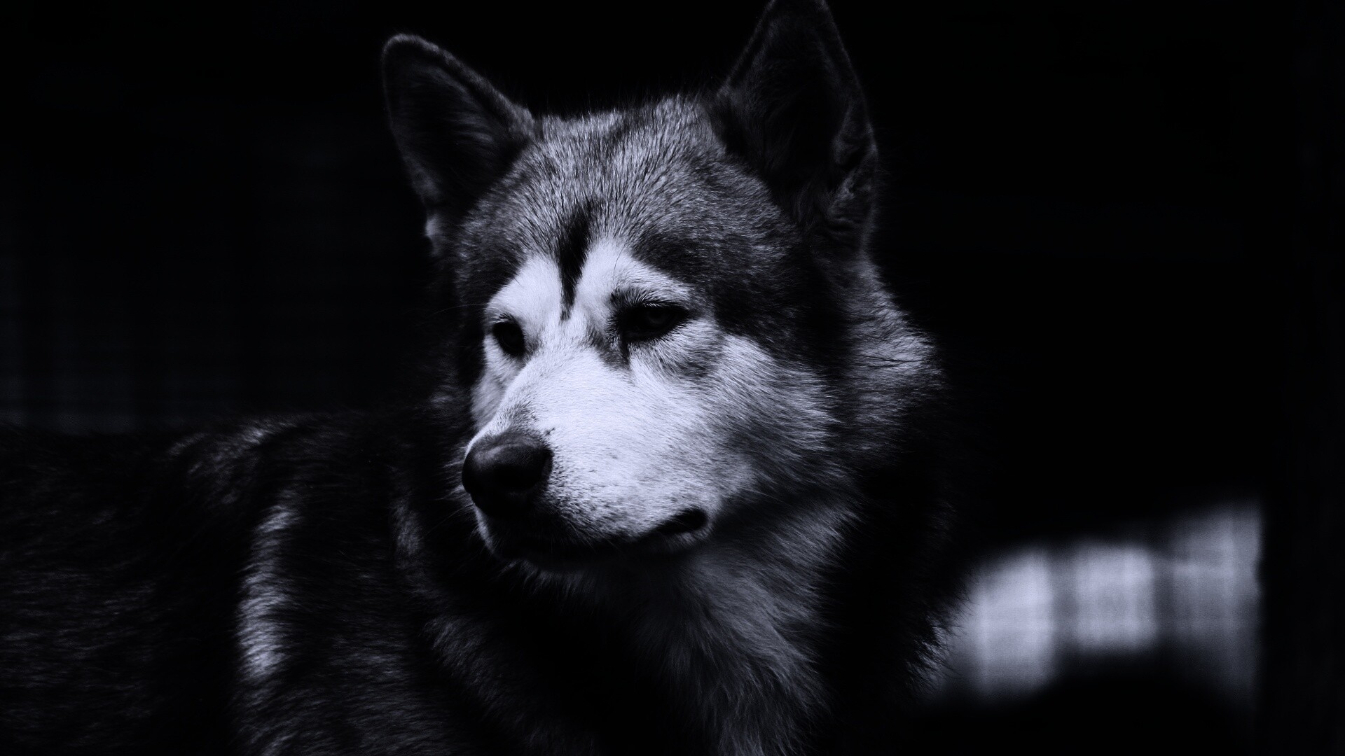 Собака с грустным взглядом обои