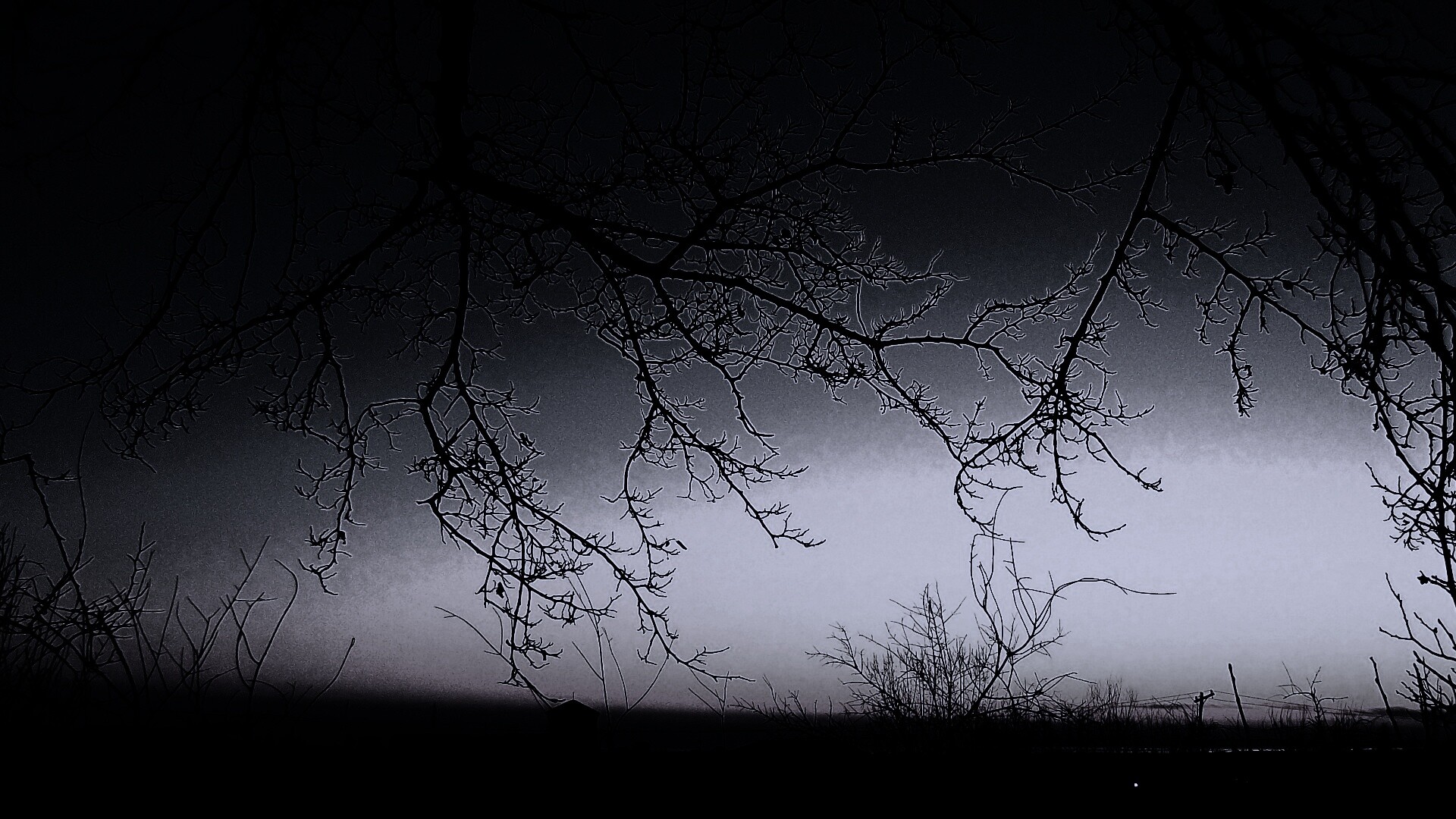 Закат сквозь ветки деревьев обои