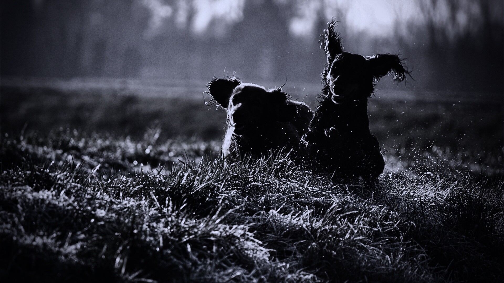 Весёлые таксы обои