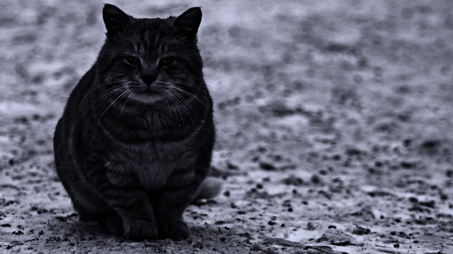 Тяжелый взгляд котэ обои