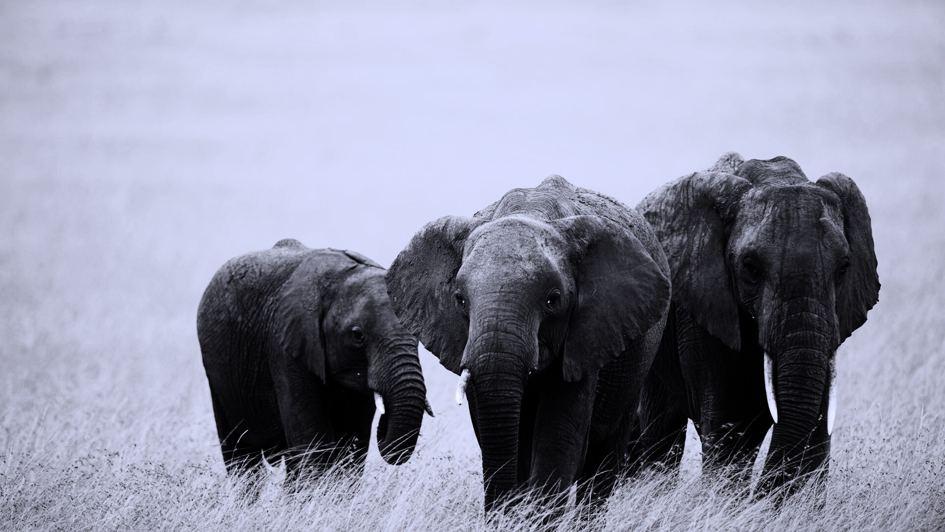 Слон, слониха и слоненок обои