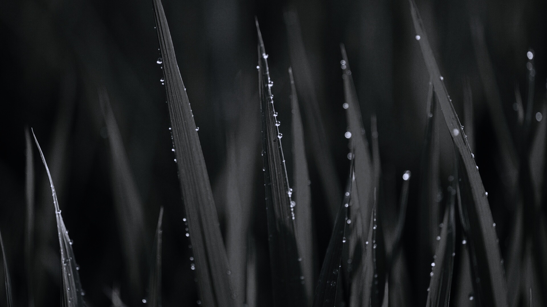 Яркая зеленая трава обои