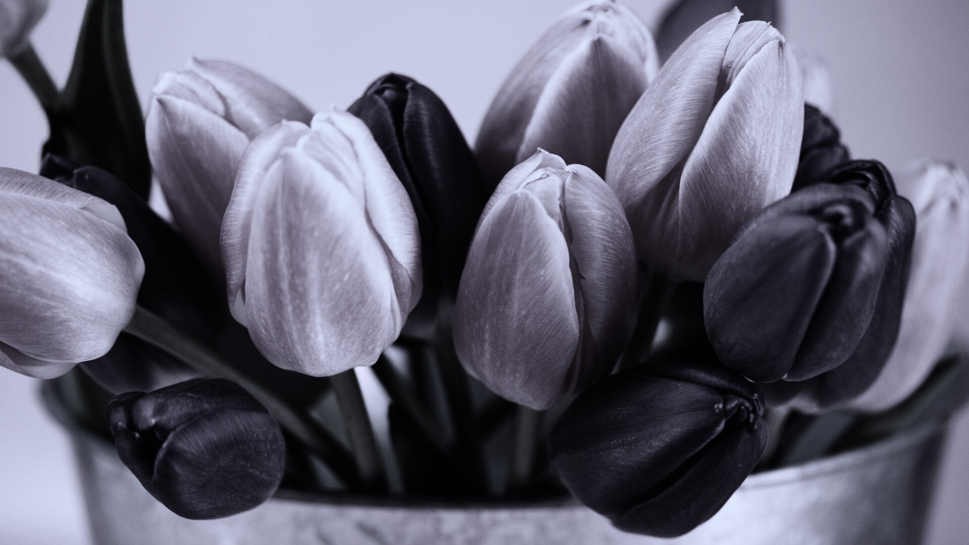 Розовые и фиолетовые тюльпаны обои