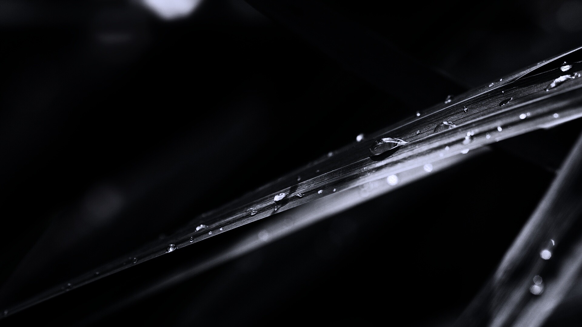 Капли росы на листе обои