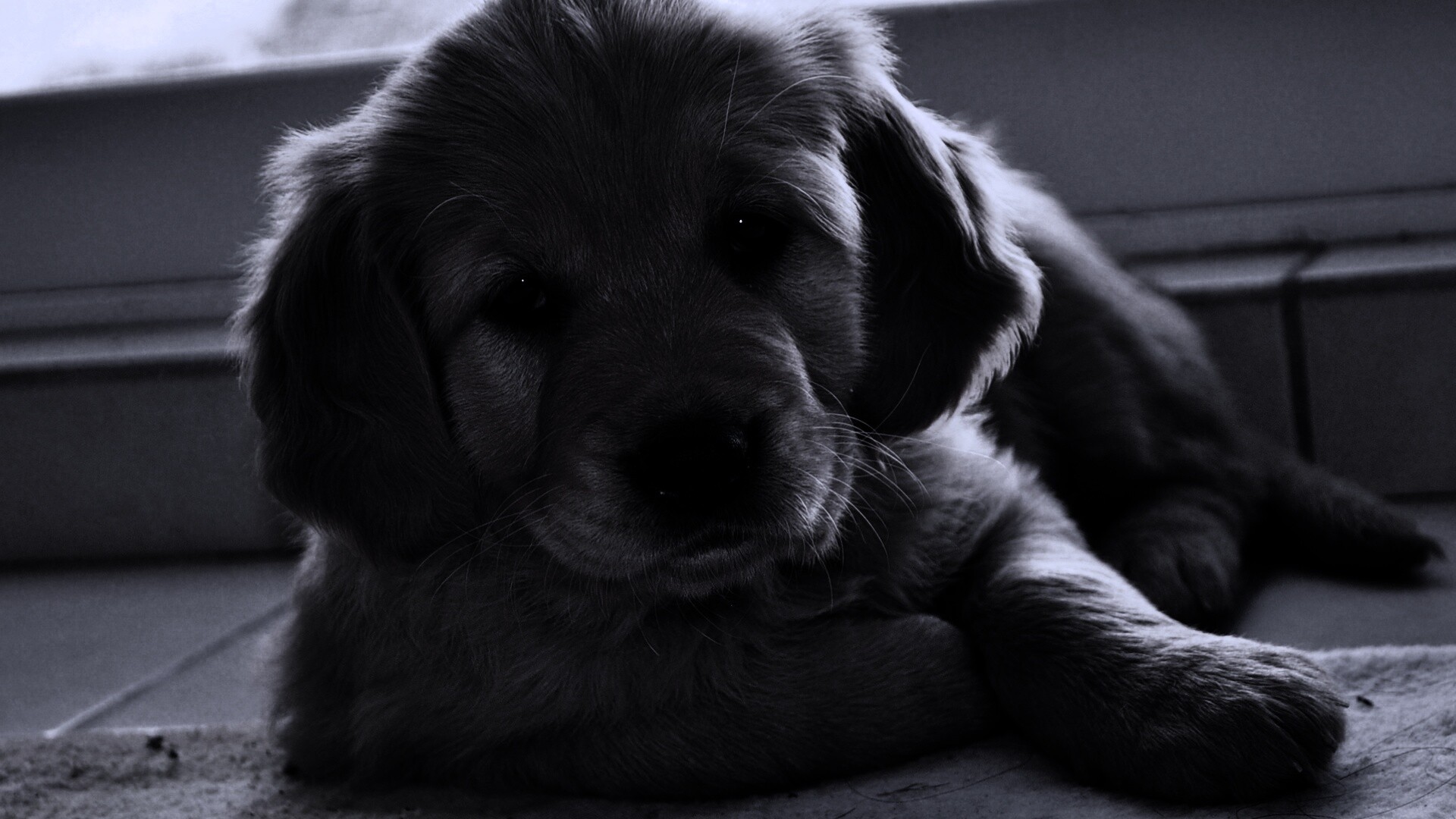 Сонный щенок лабрадора обои