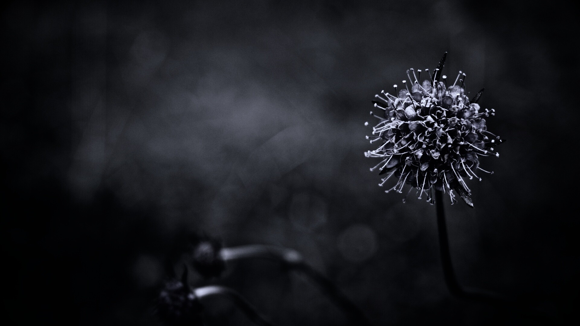 Цветок в макро обои