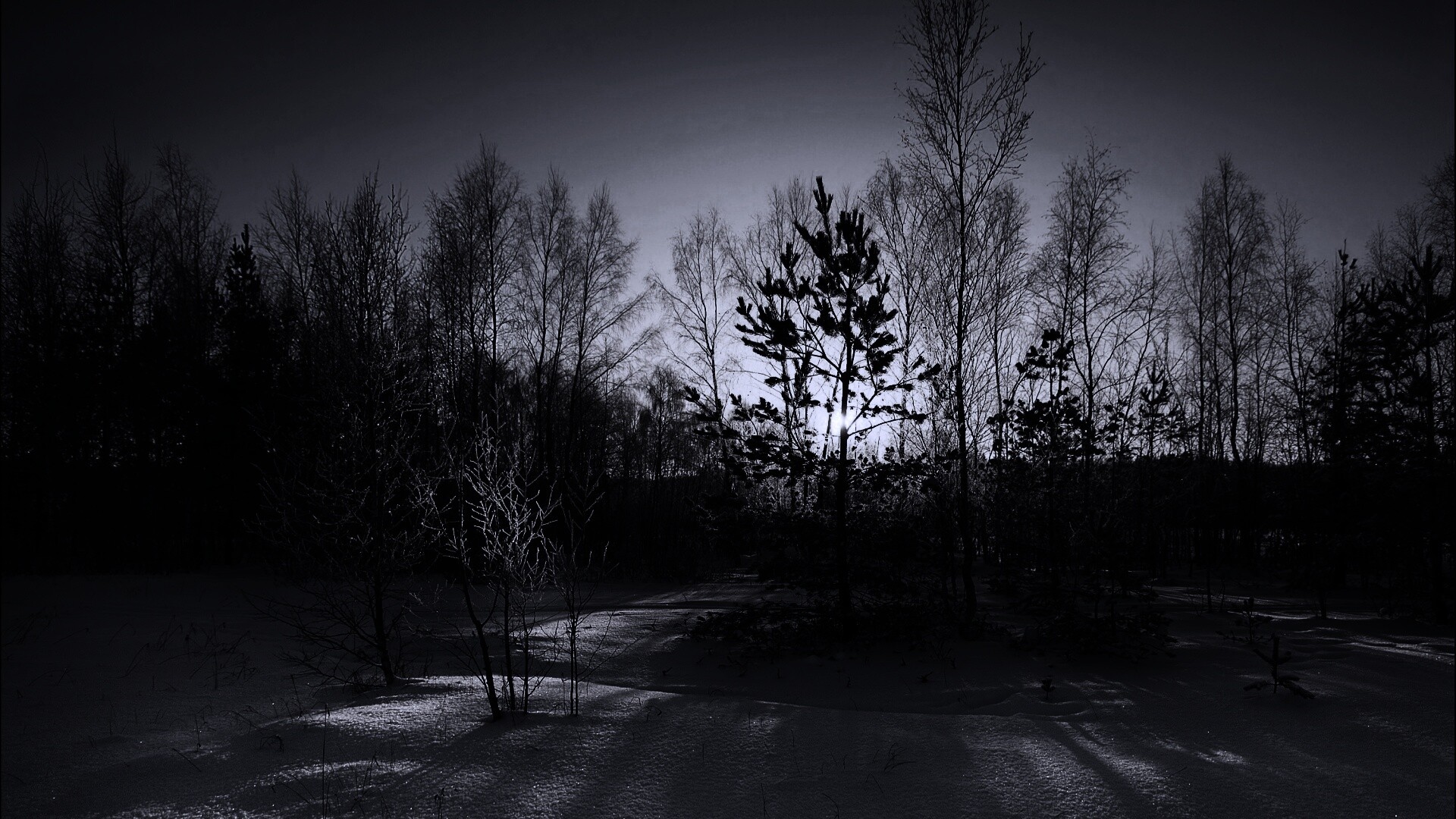 Зимний лес обои