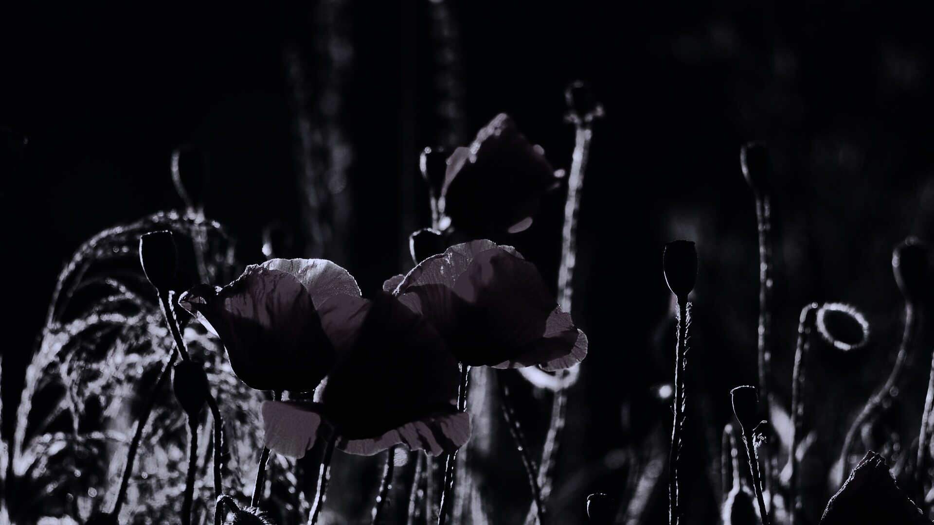 Макро фото мака обои