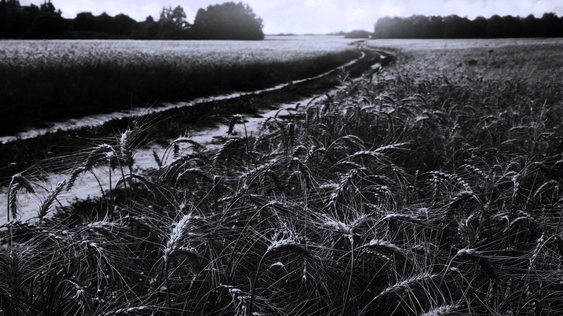 Речка среди поля обои