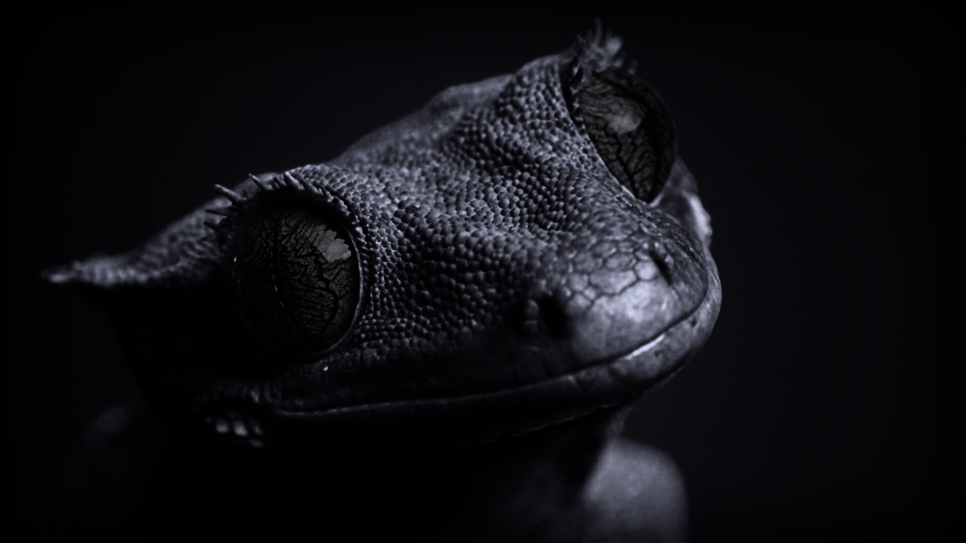 Ящерка обои