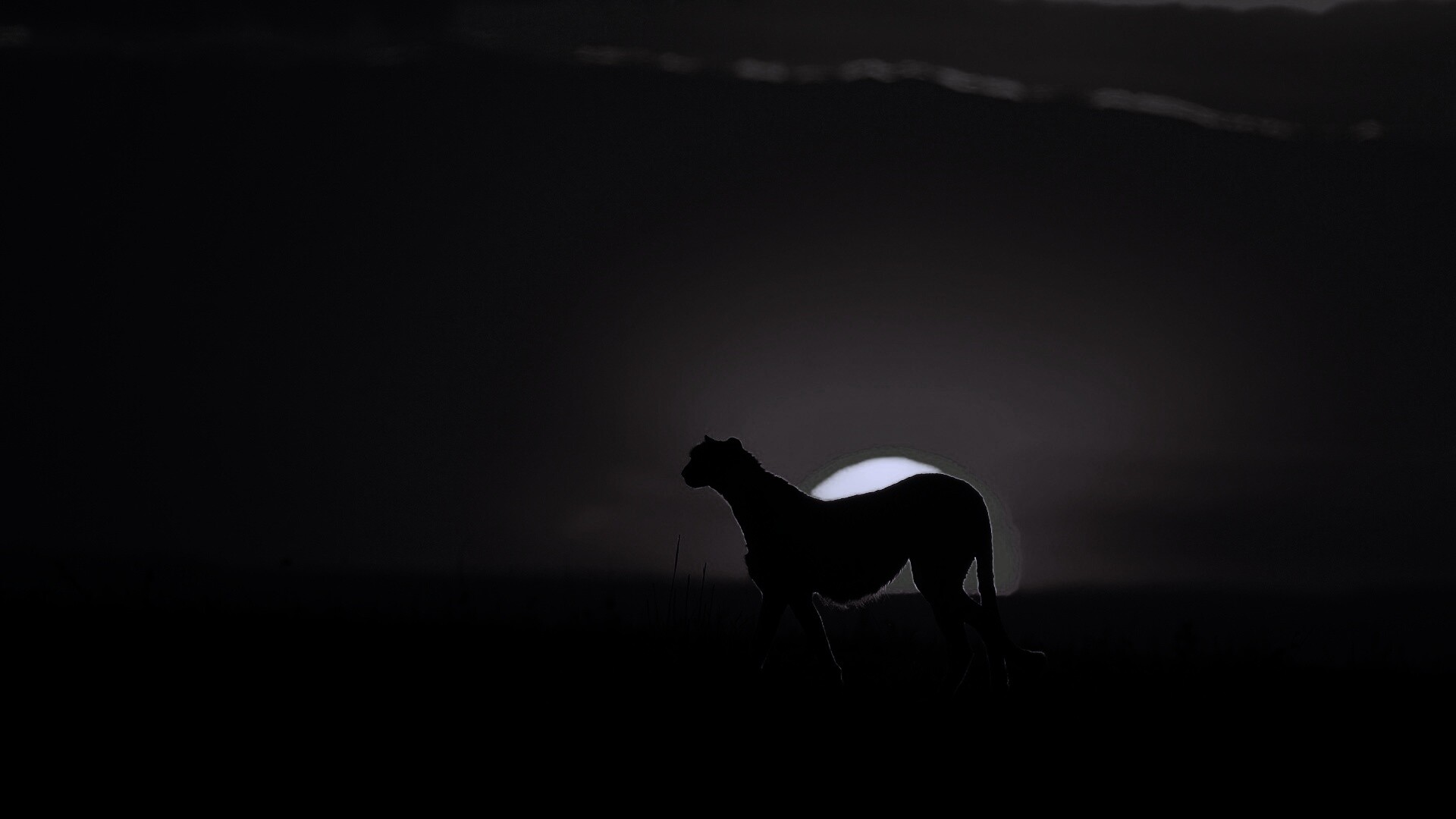 Гепард на закате обои